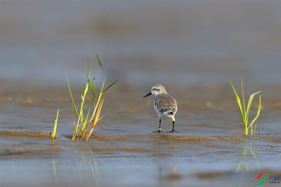 С���ӵ�ٻӰ ����.jpg