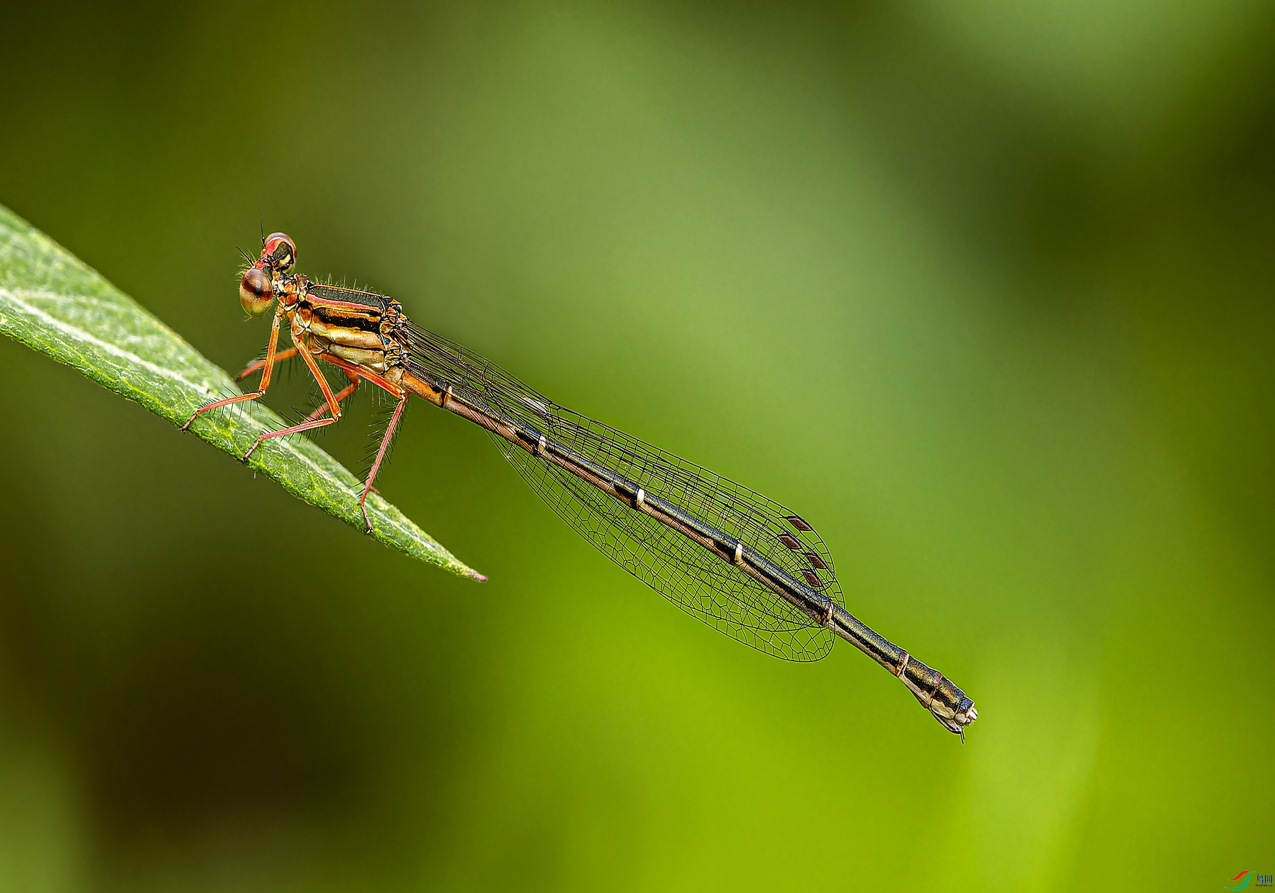 ���� (6)-1.jpg