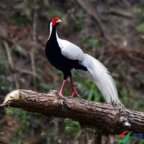 DSC_98842.jpg