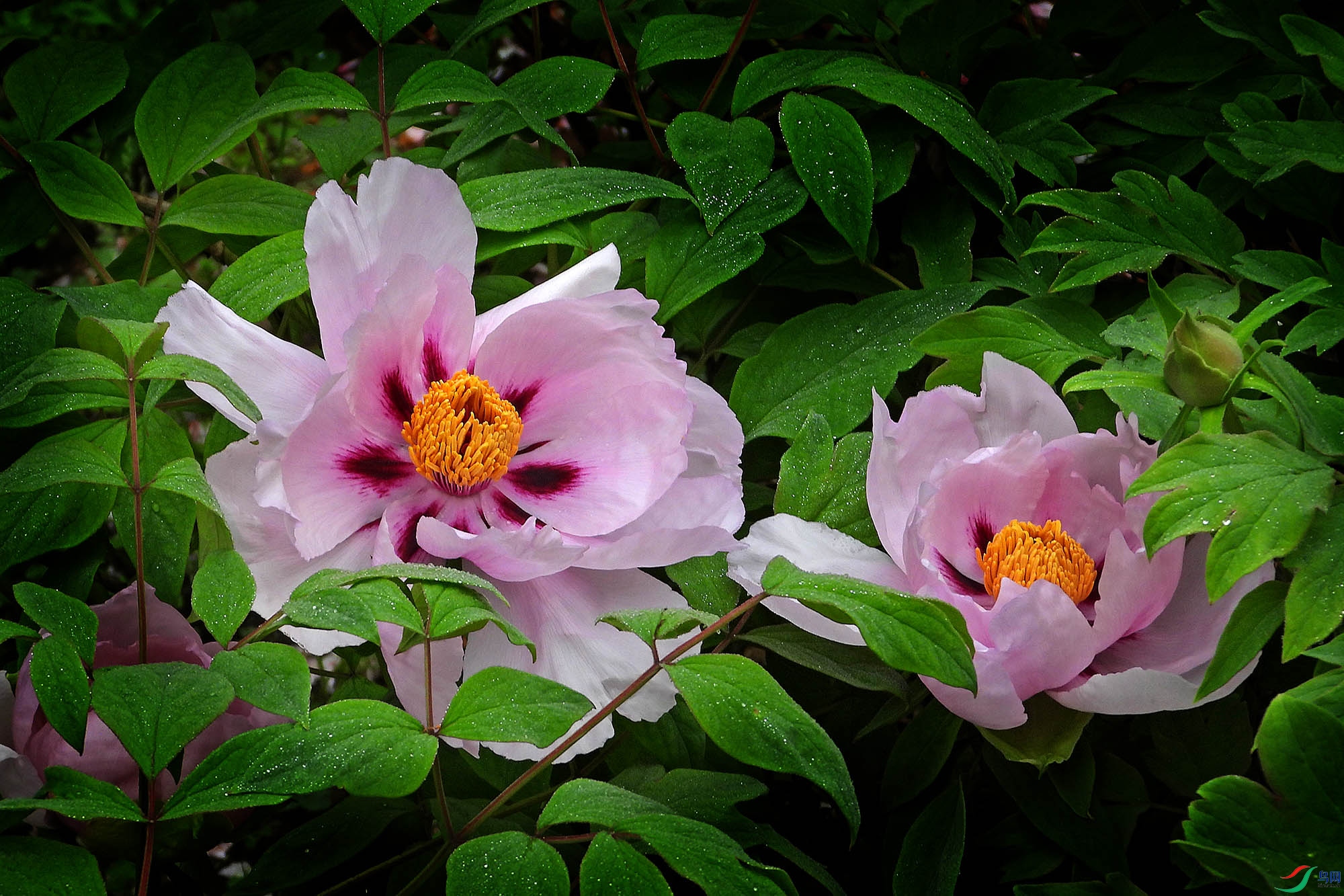 DSCN3037.JPG