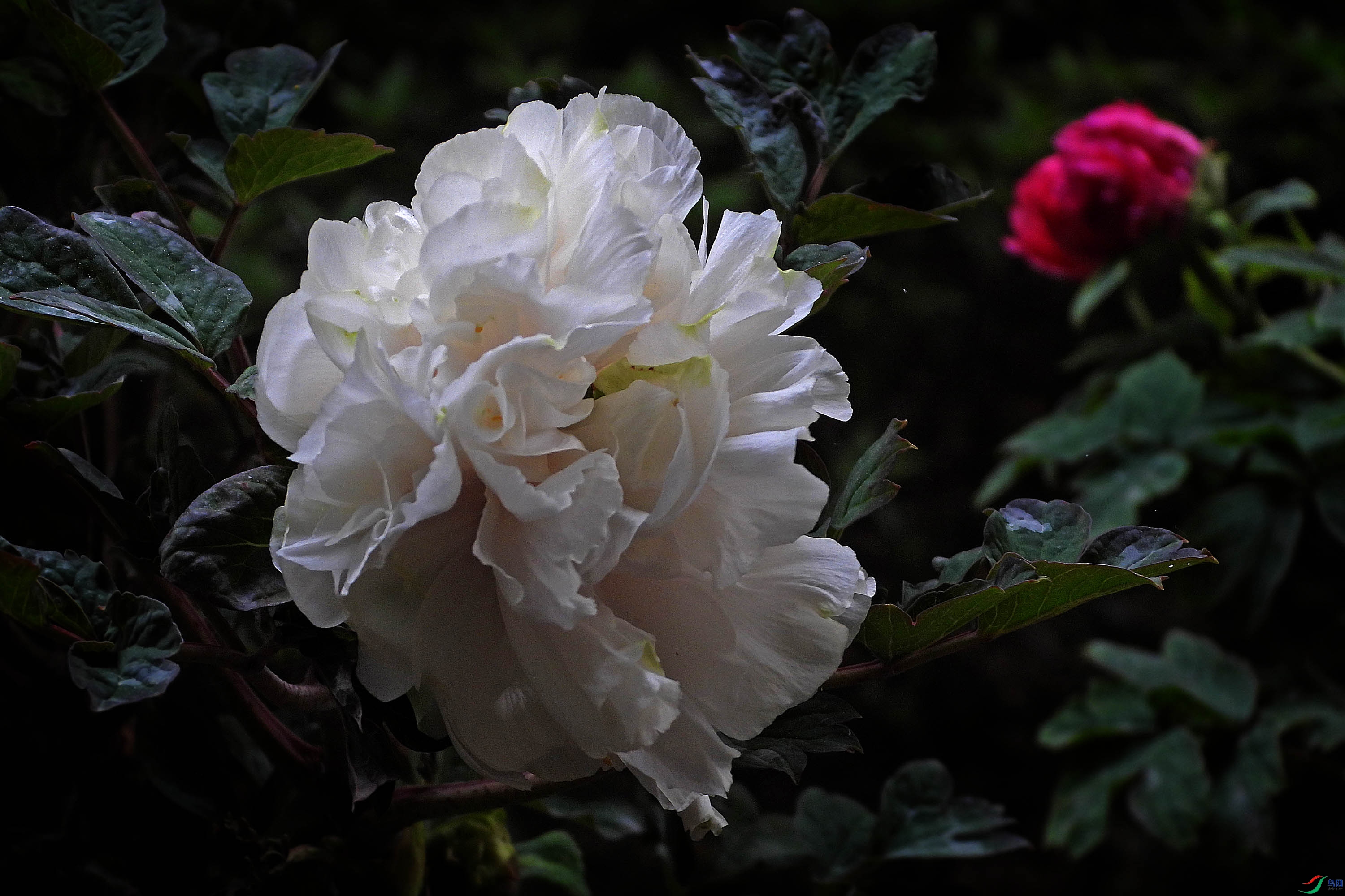 DSCN3066.JPG