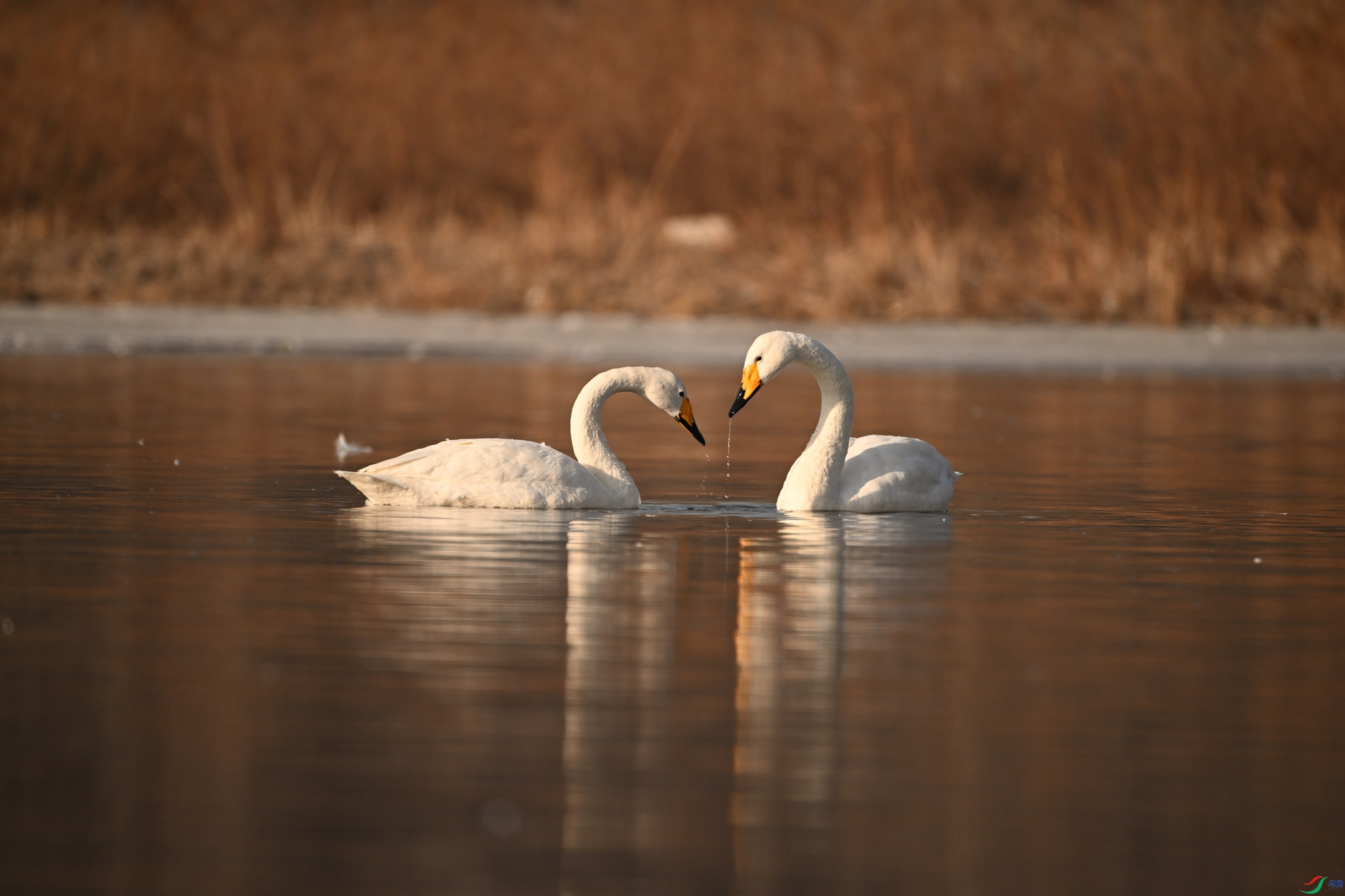 DSC_1568.JPG