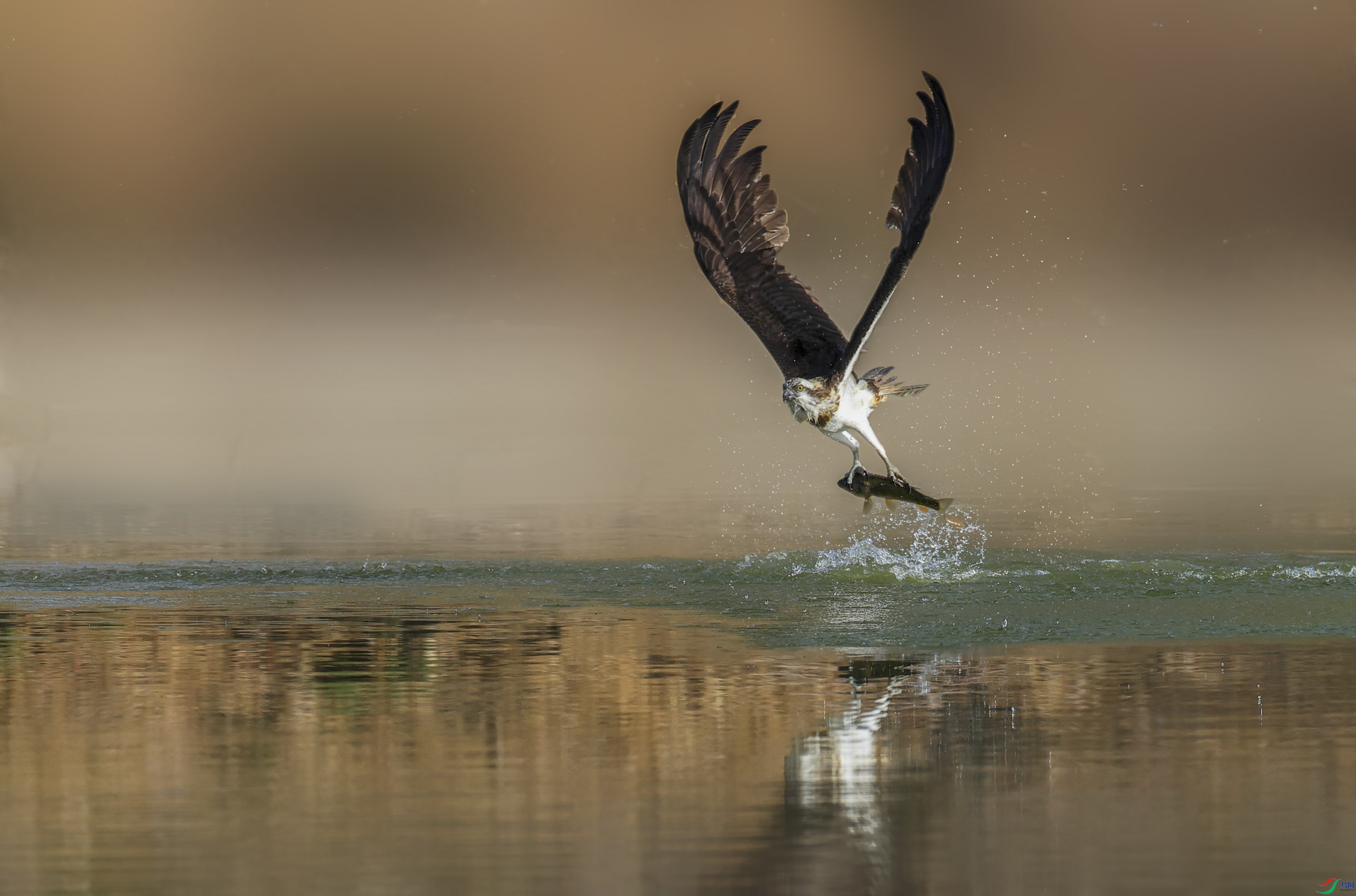 AD8I3021-2_1 ����_1.JPG