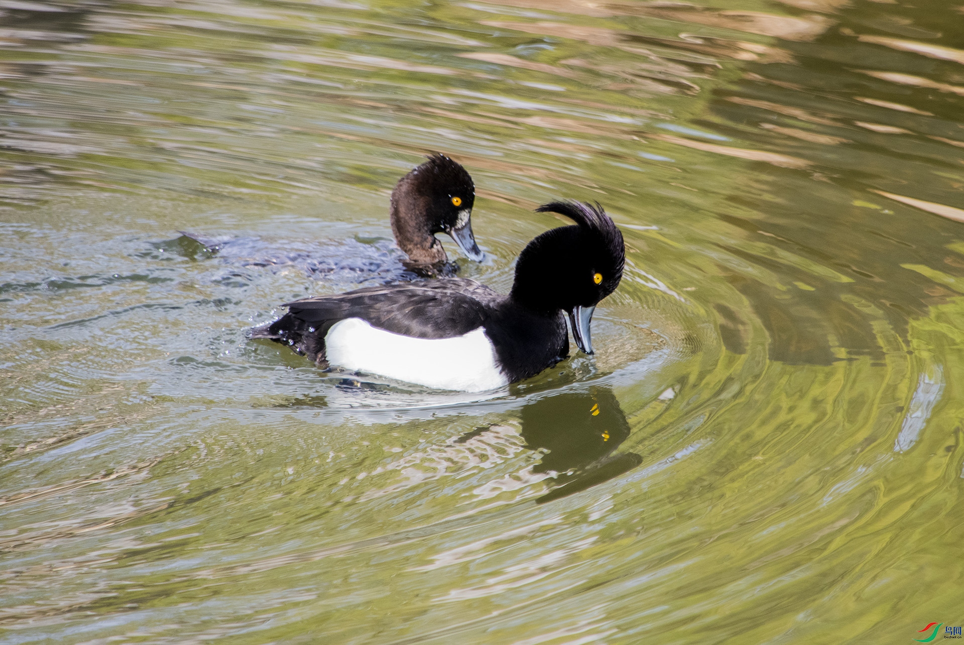 XQD_0463 ��ͷǱѼ.jpg