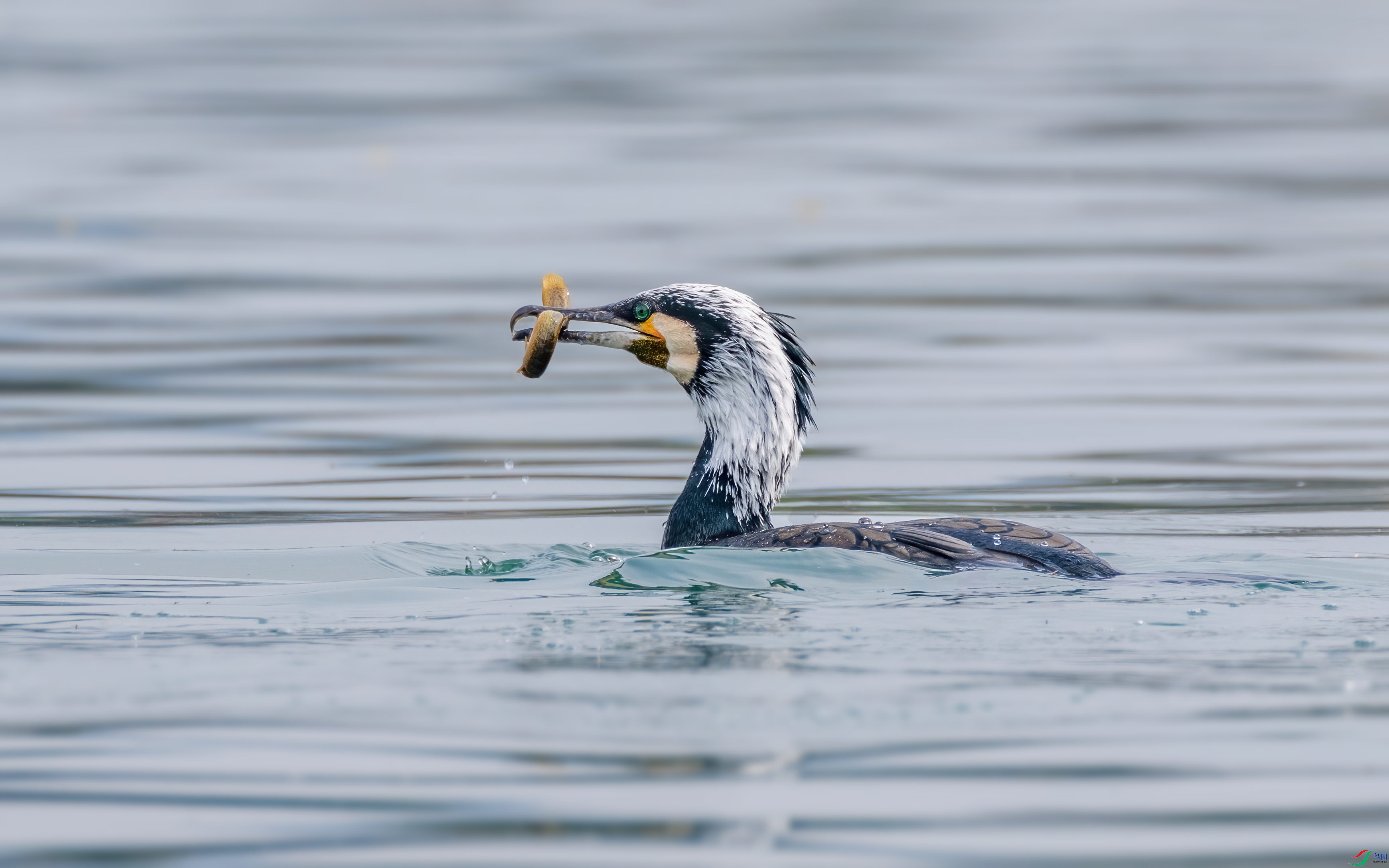 456A3039-����-DeNoiseAI-standard.jpg
