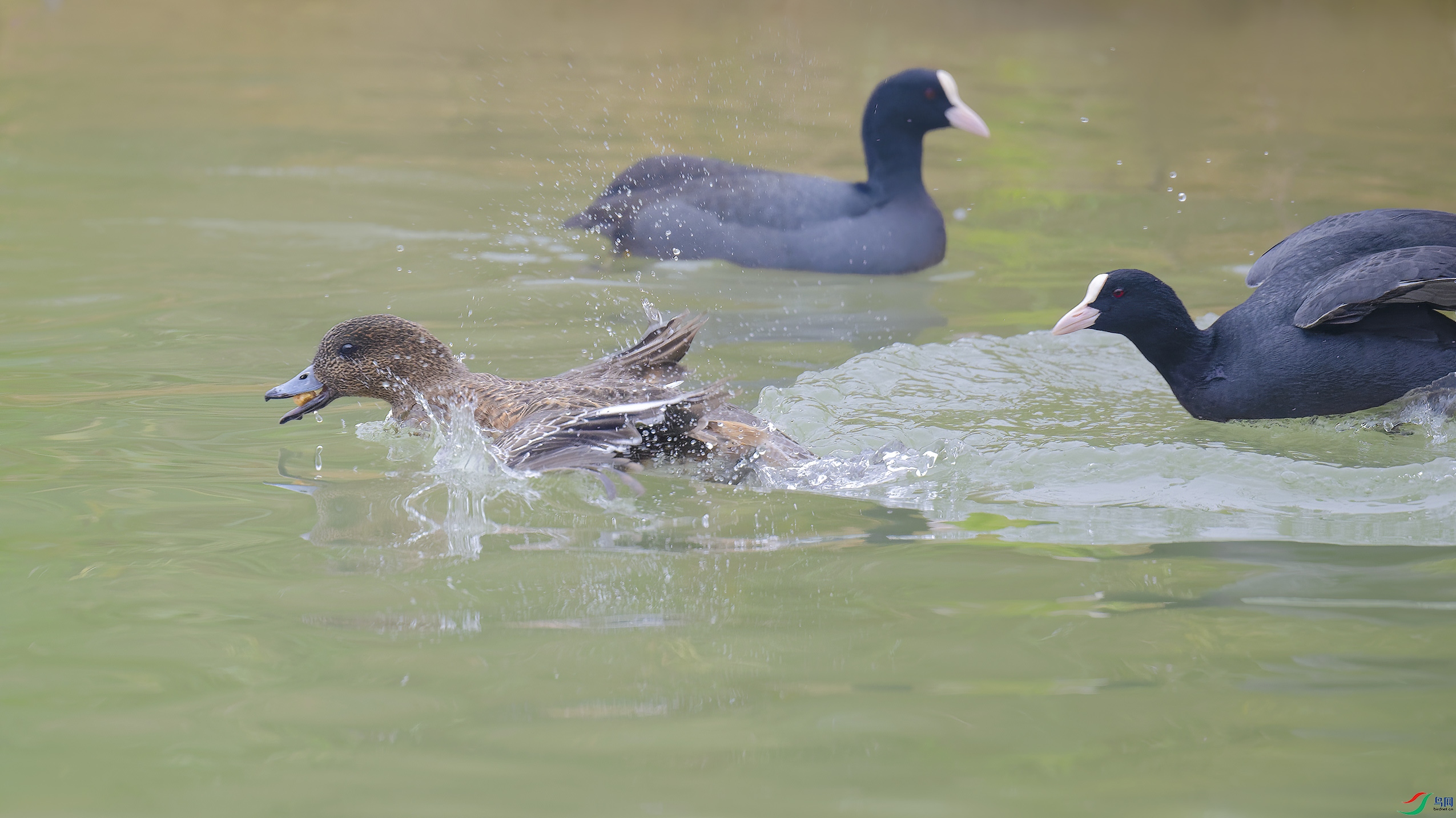 _DSC9596_DxO.jpg