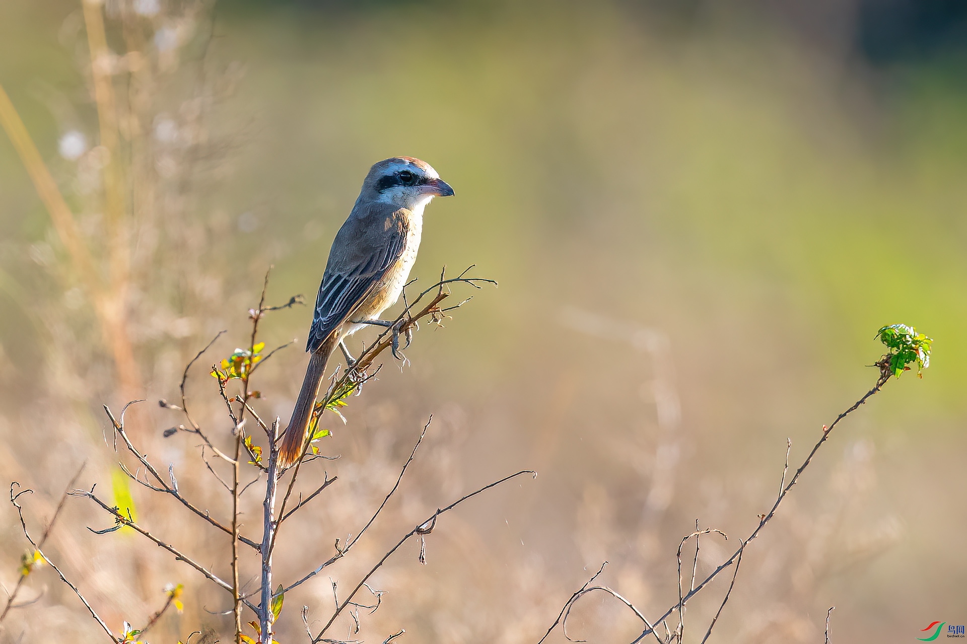 DSC_0462.jpg