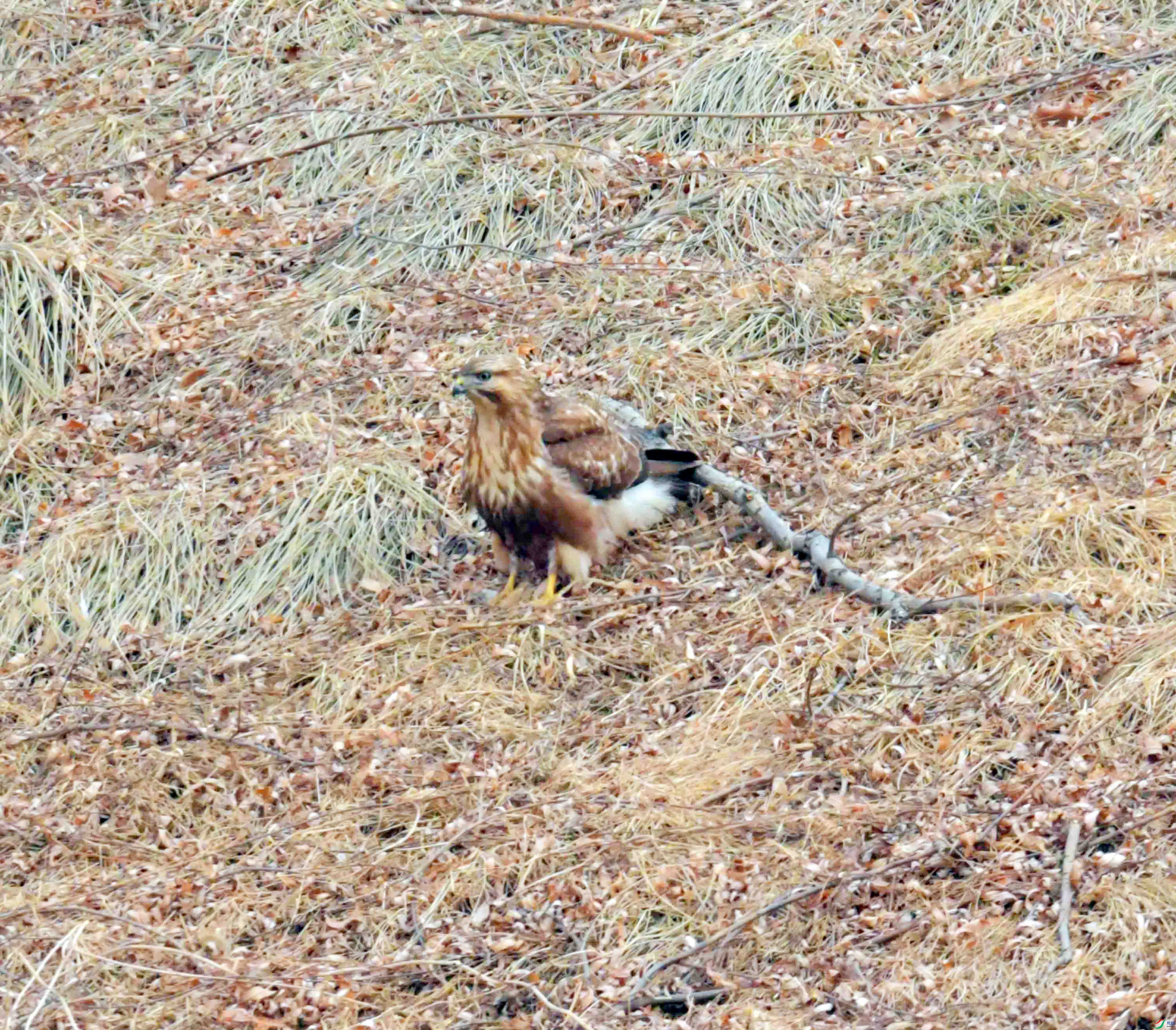 DSC_2632.JPG