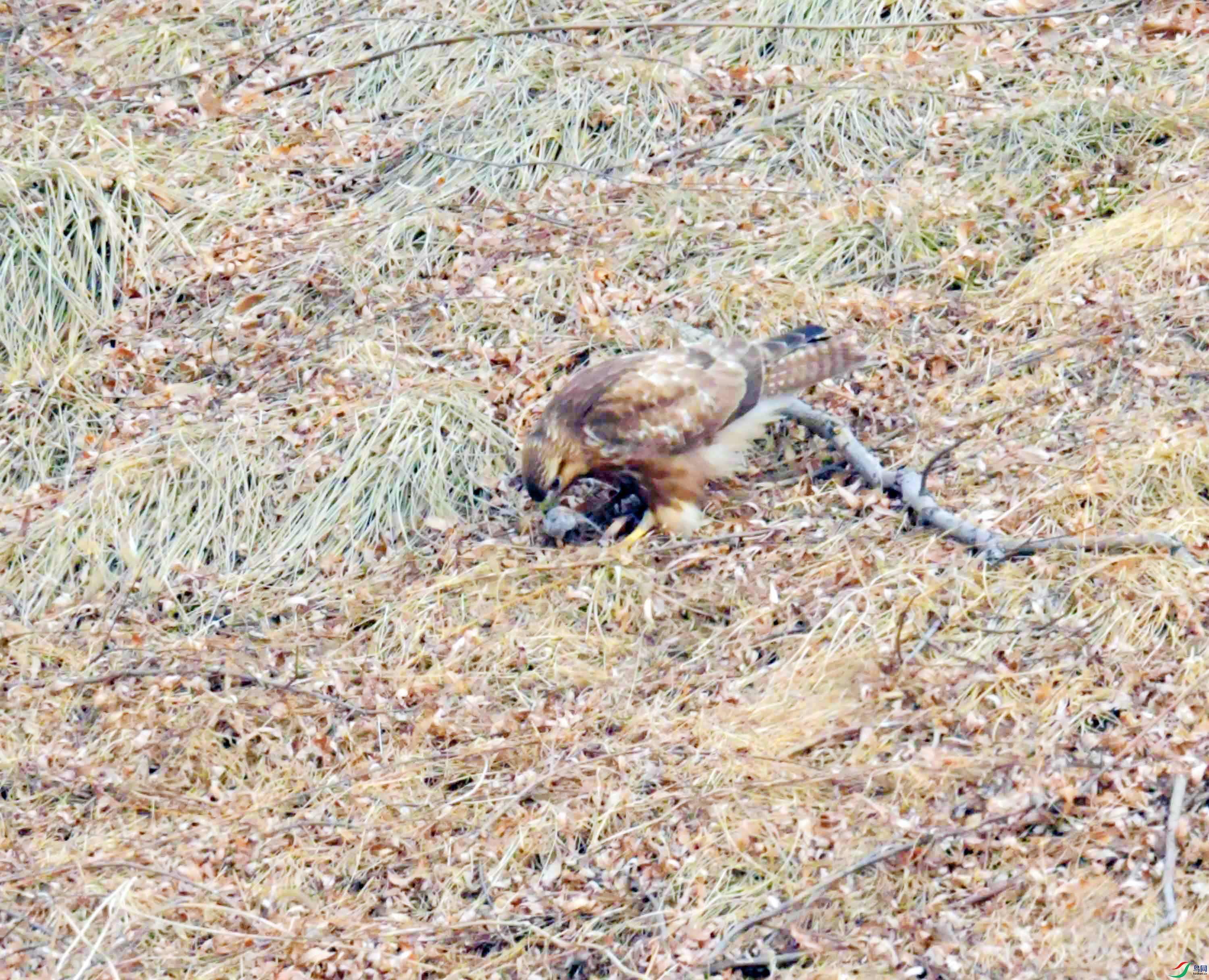 DSC_2636.JPG