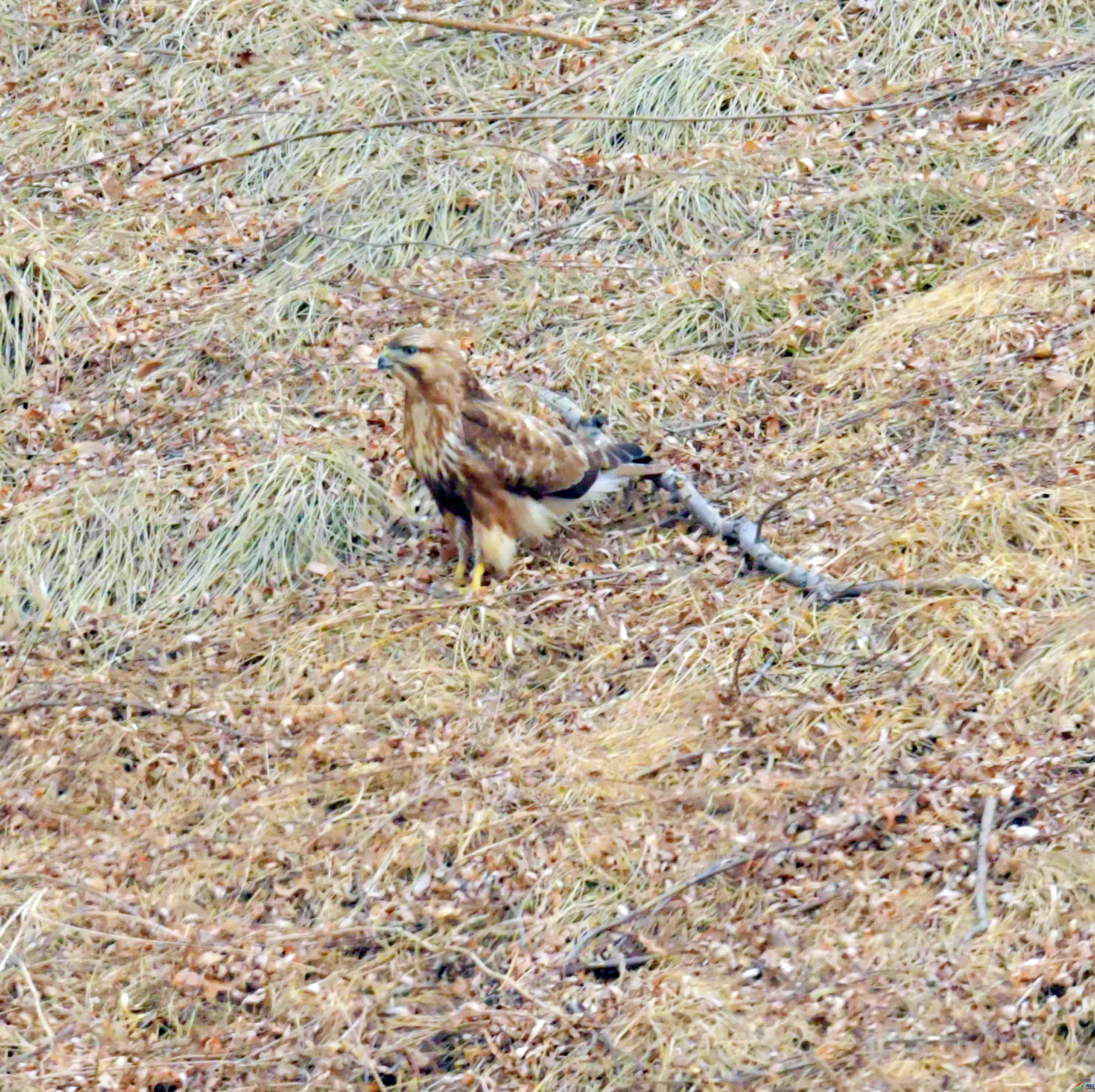 DSC_2642.JPG