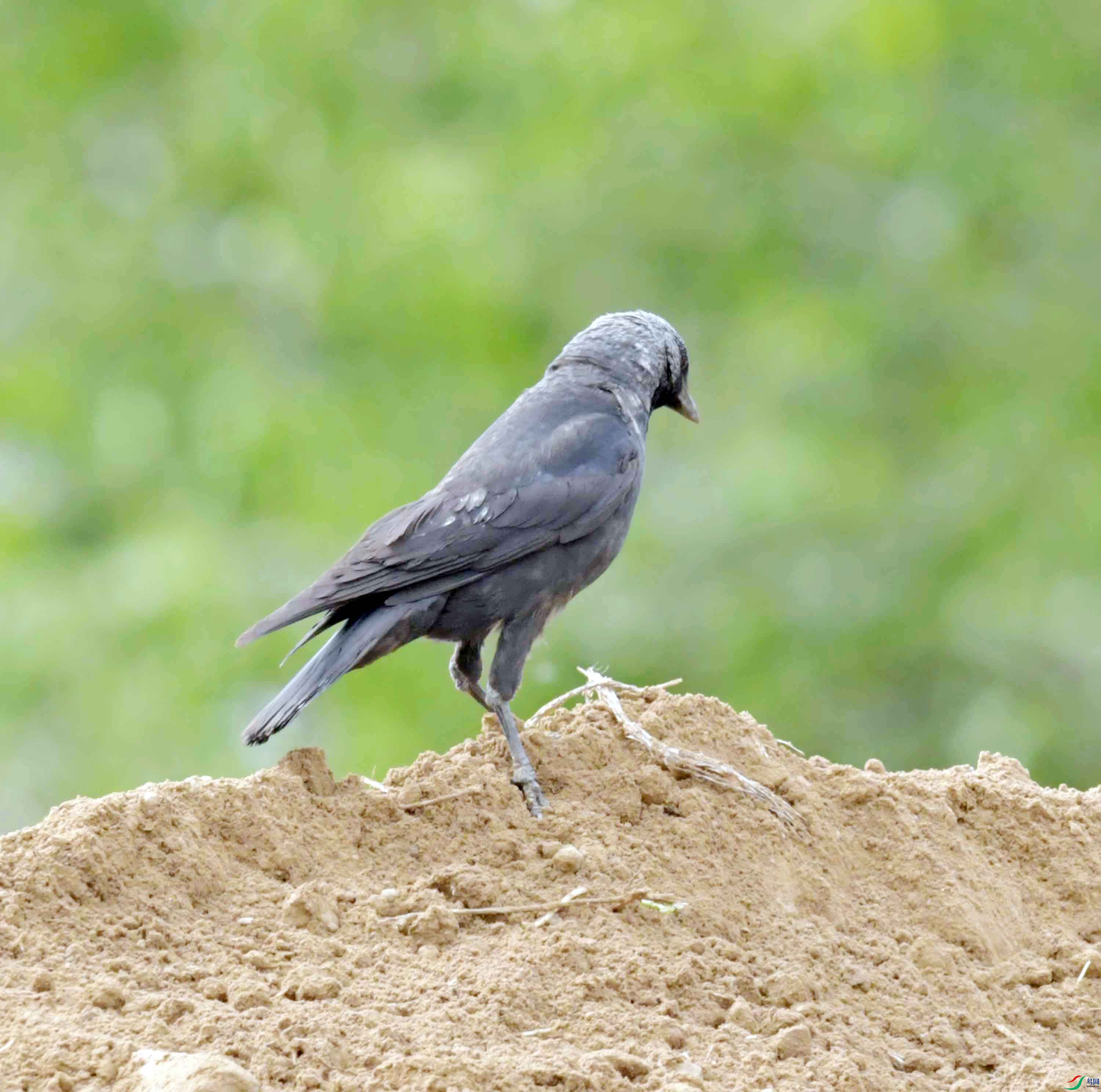 DSC_9013.JPG
