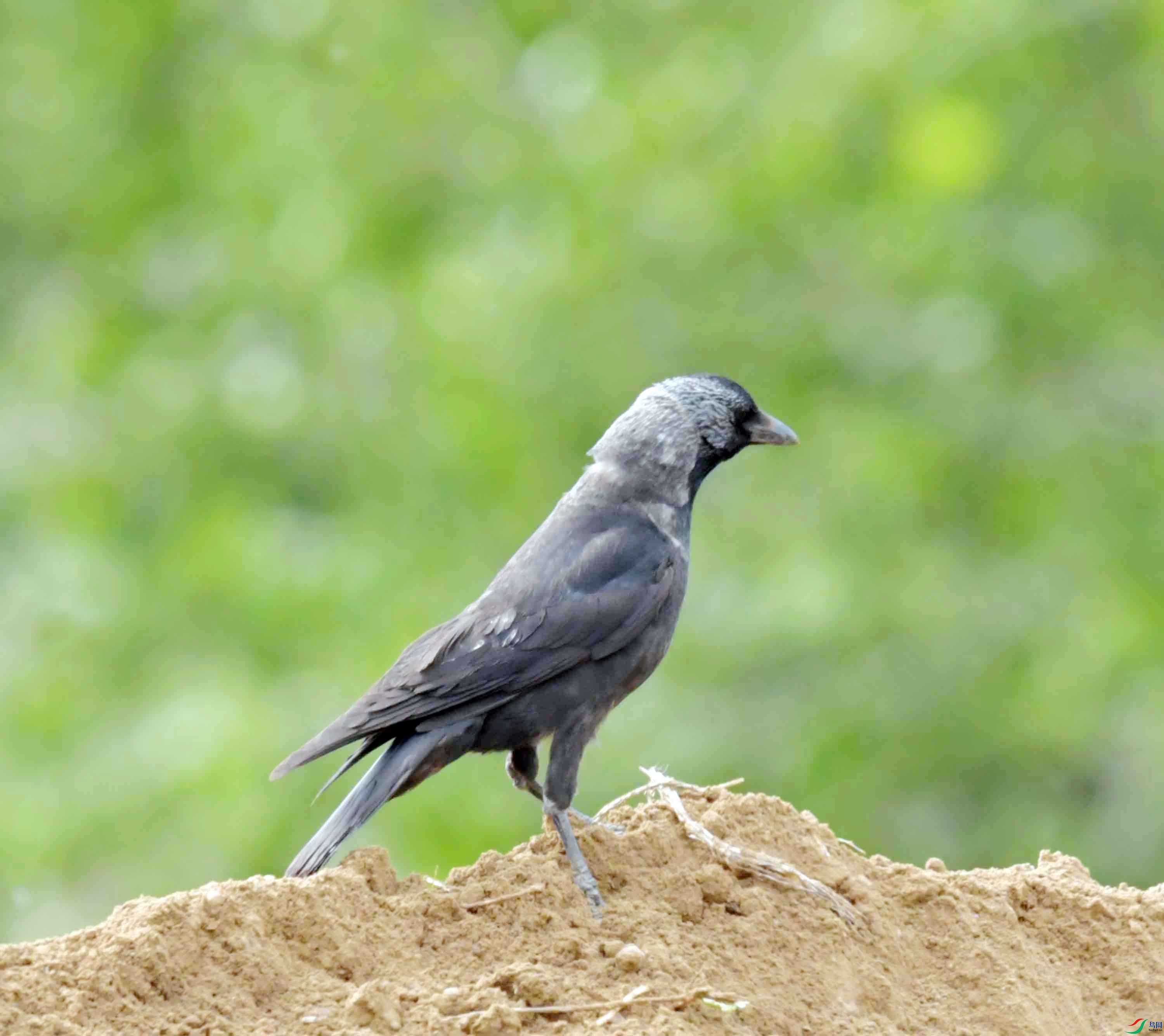 DSC_9011.JPG