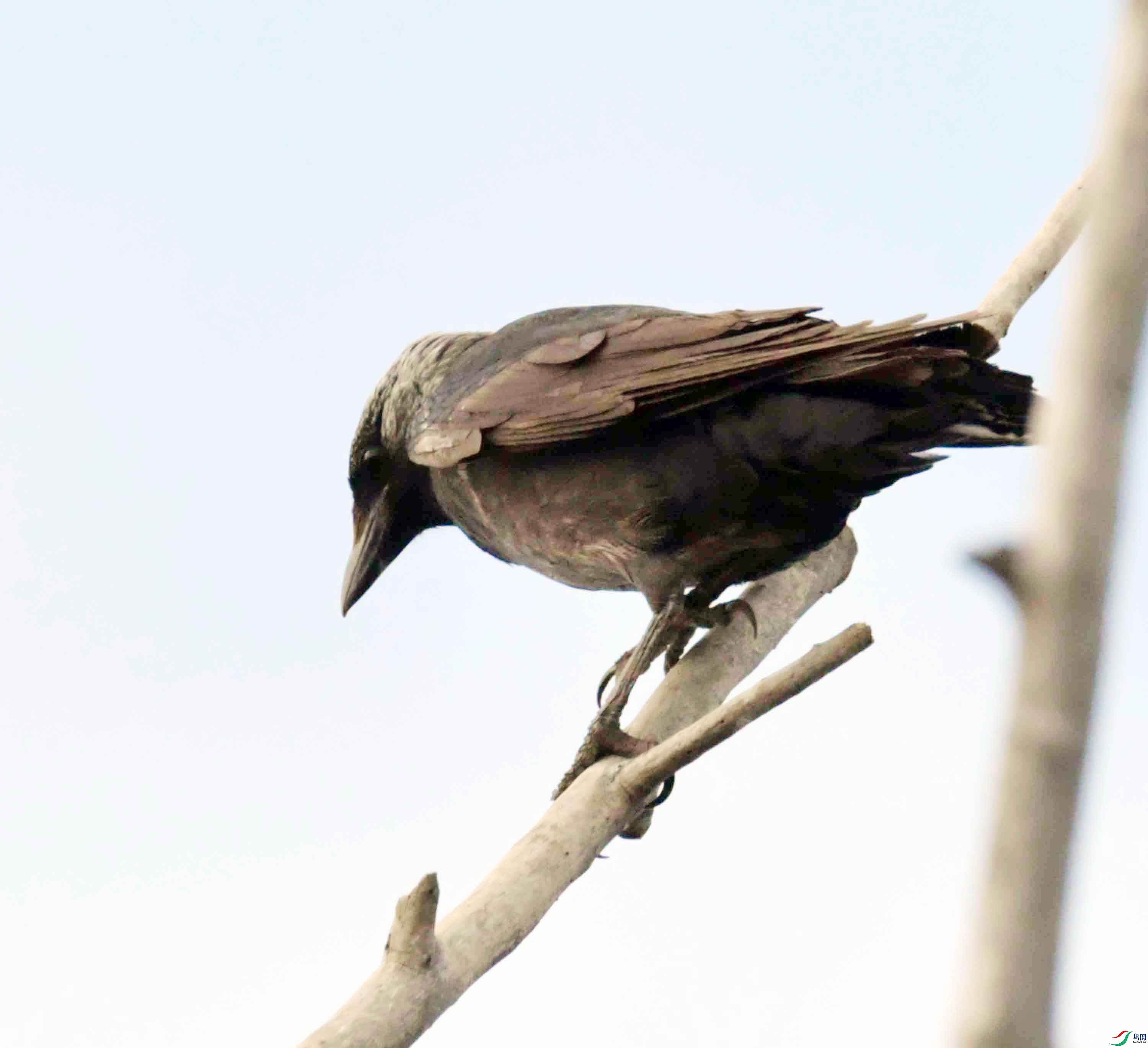 DSC_9093.JPG