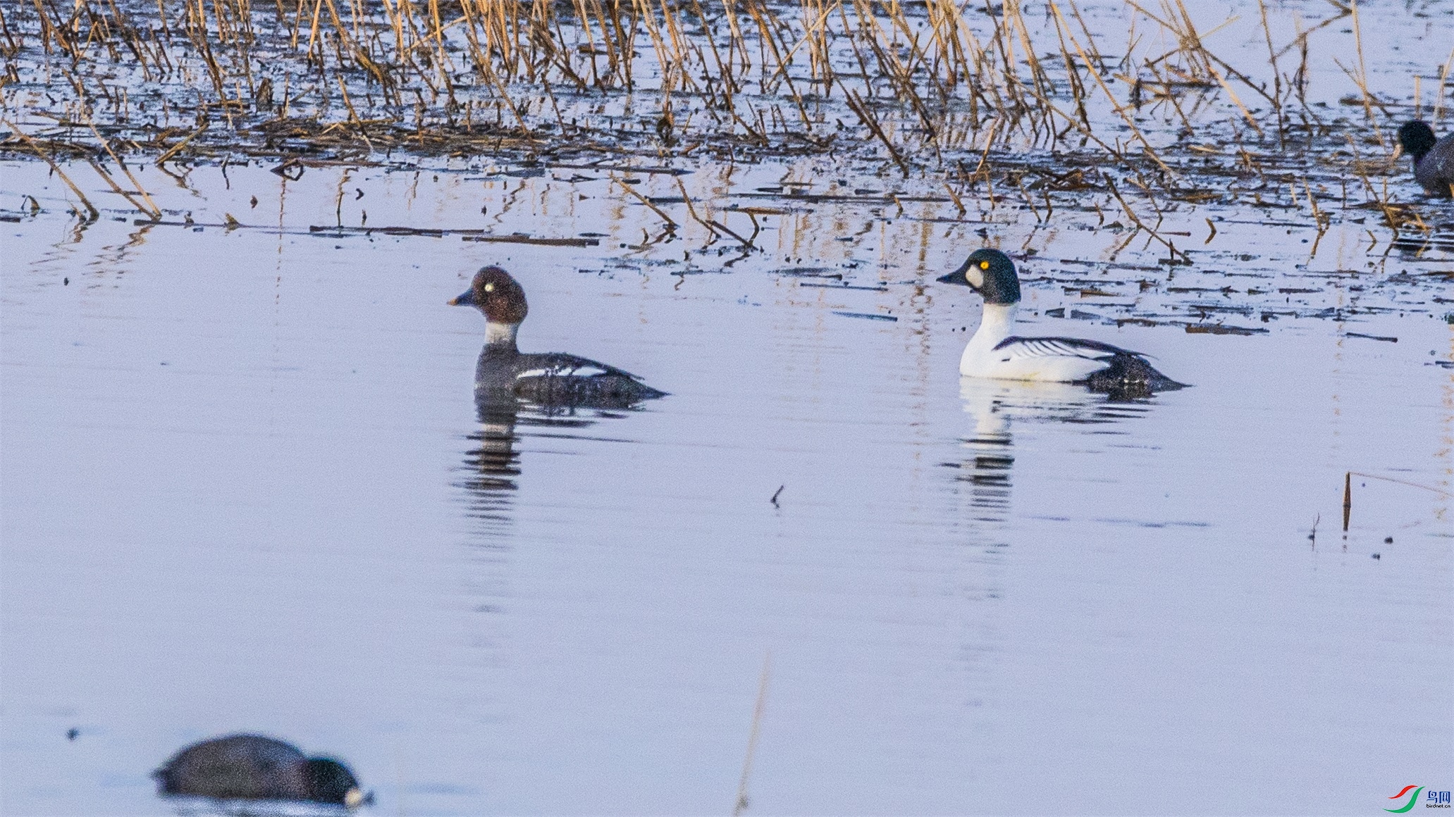 1K3A1972 ����1.jpg