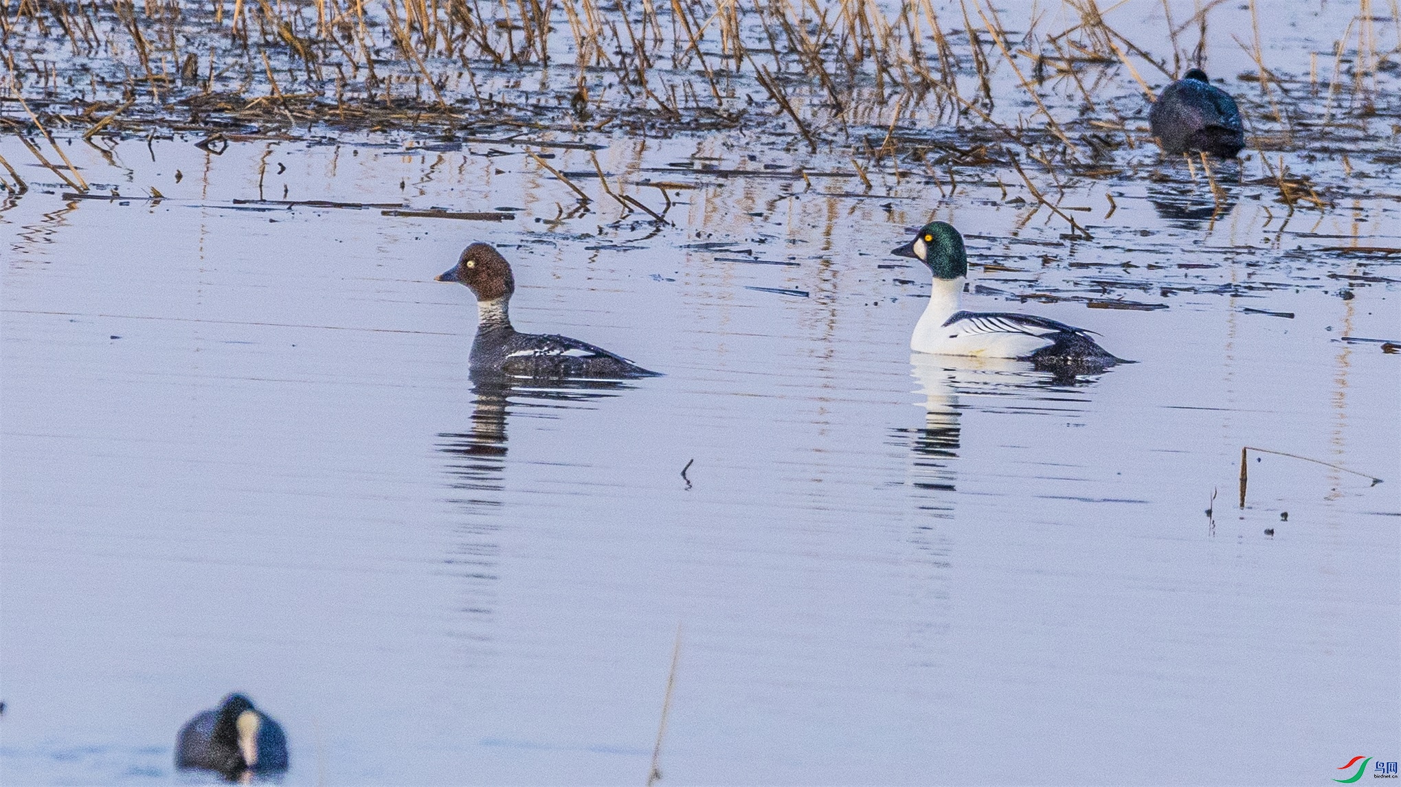 1K3A1979 ����1.jpg