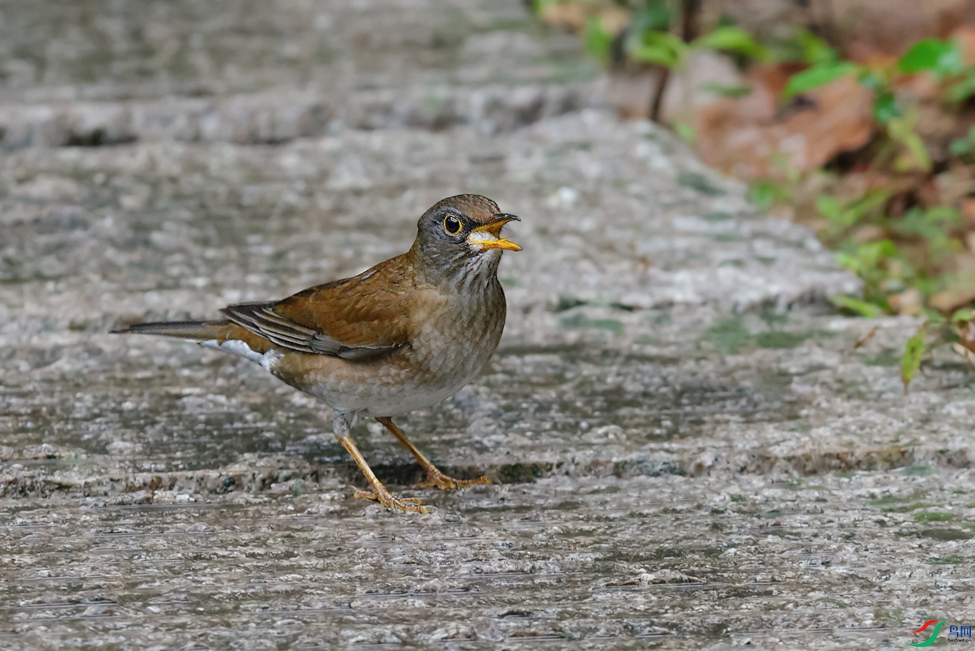 6DSC_1442_DxOa.jpg