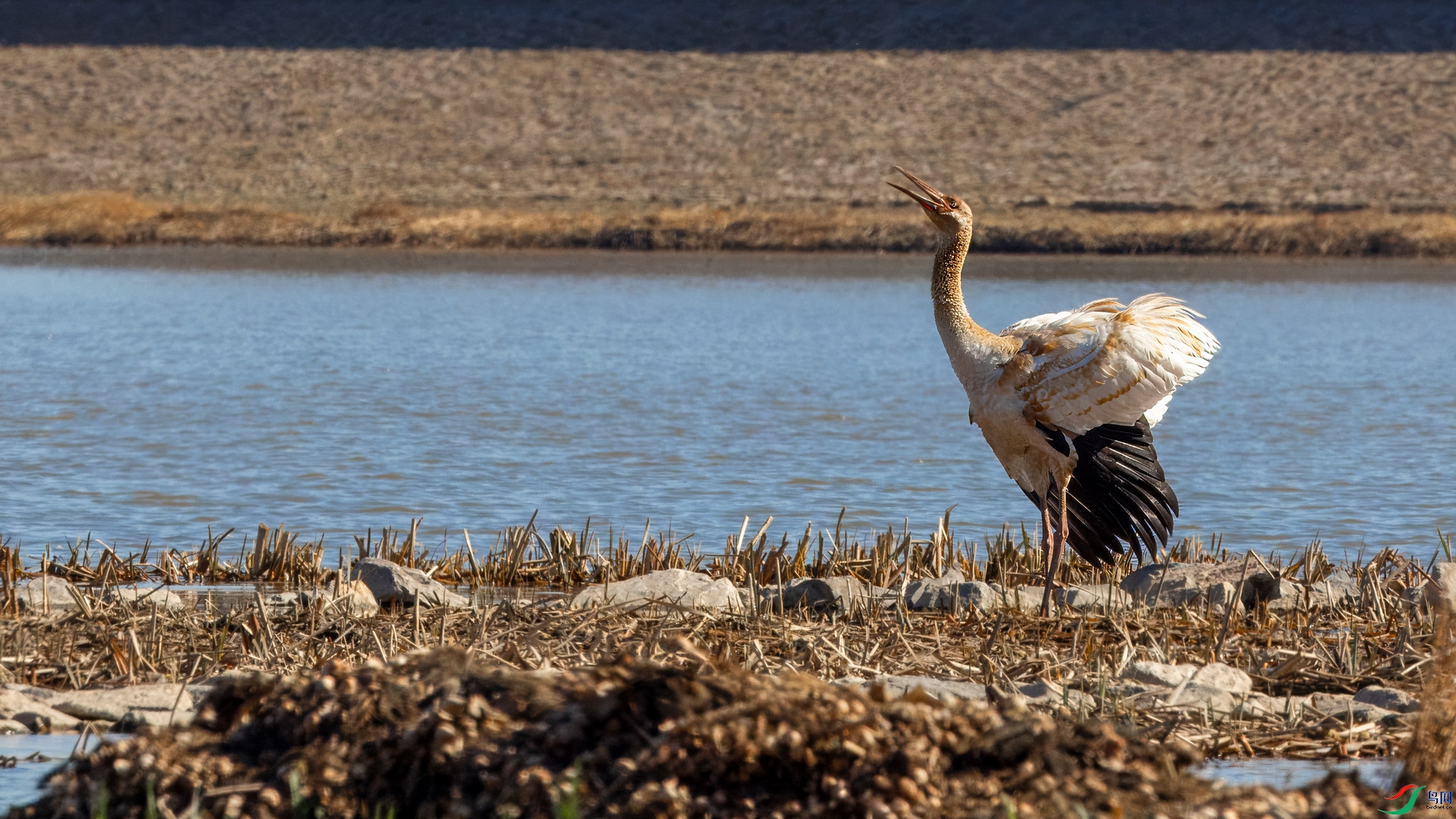 _R5_6848-denoiseraw-sharpen-1.jpg