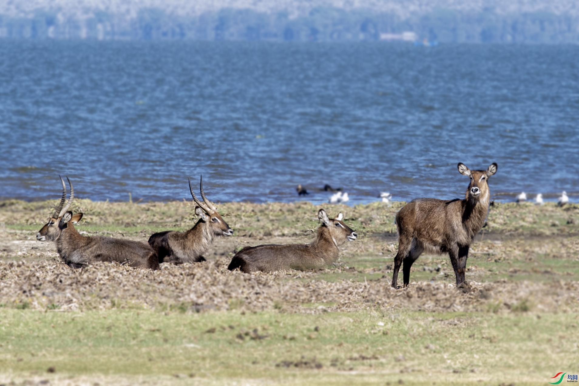 DSC_2381. ����.jpg