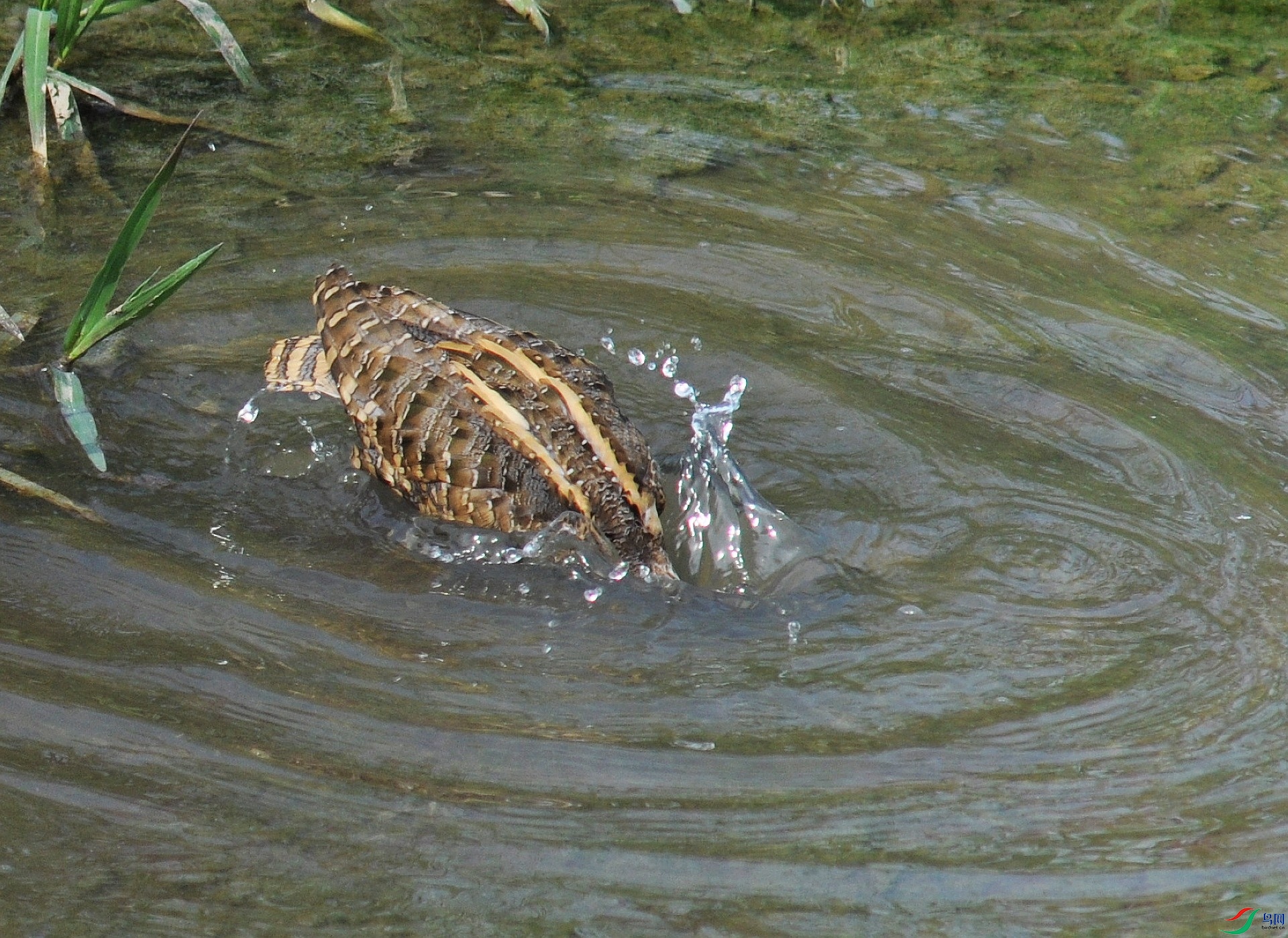 DSC_2418.jpg