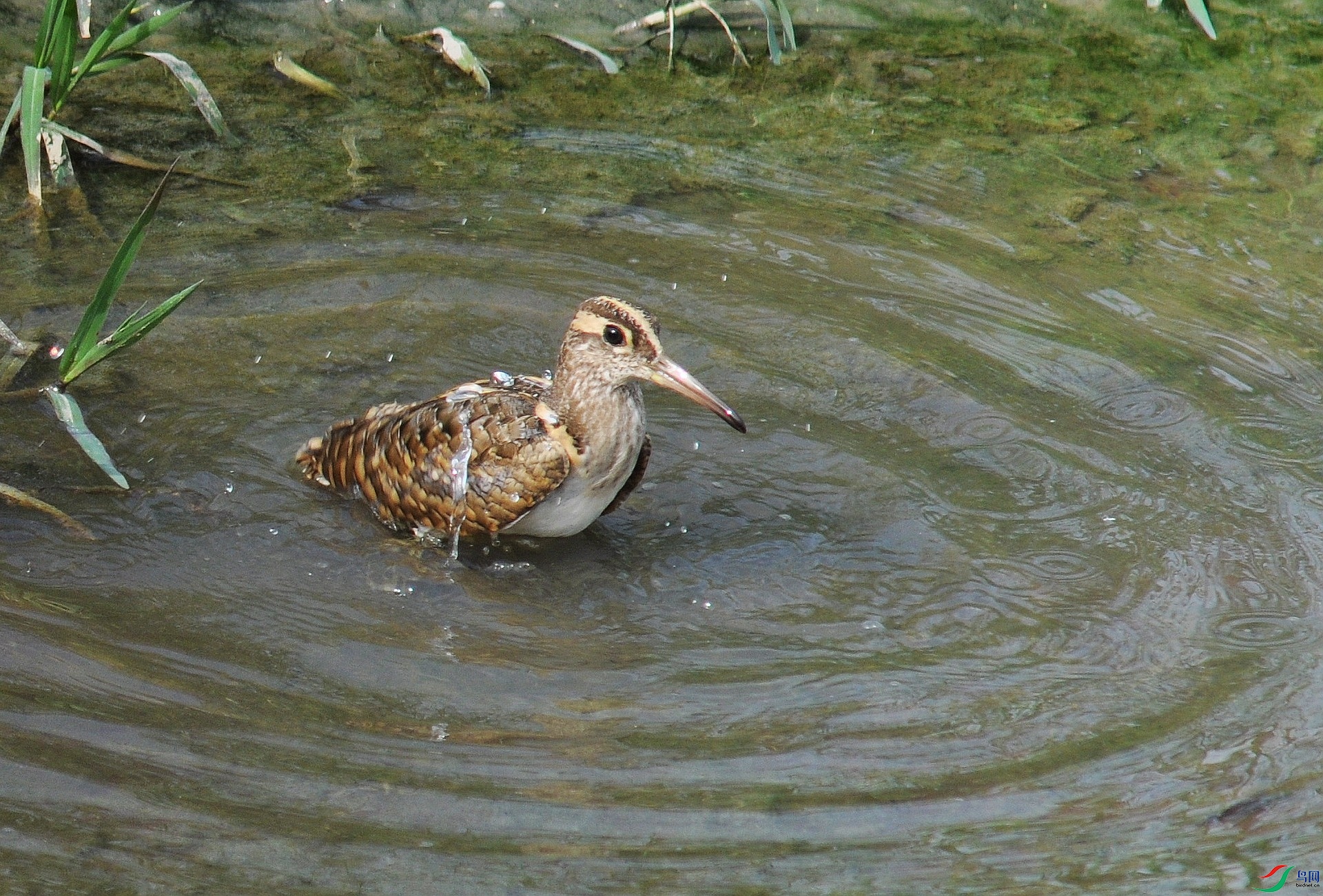 DSC_2419.jpg