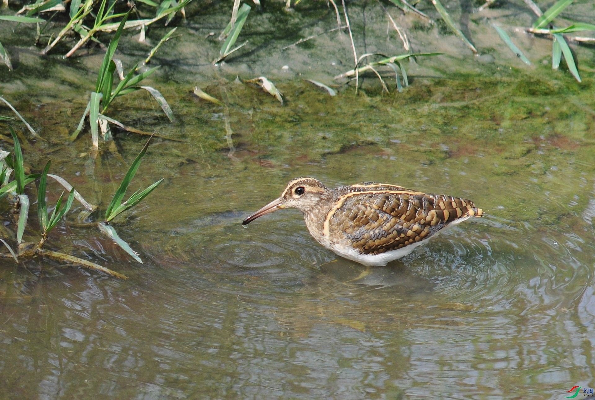 DSC_2395.jpg