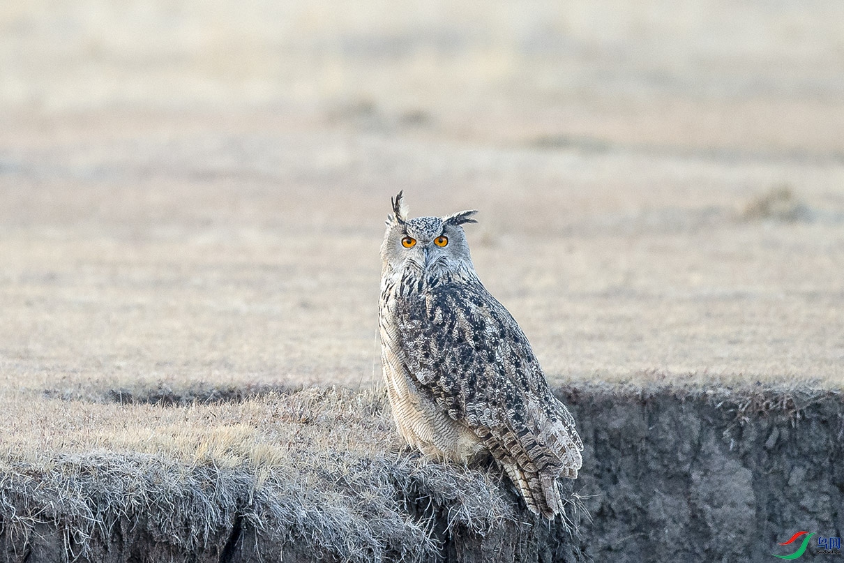 DSC_7855.jpg
