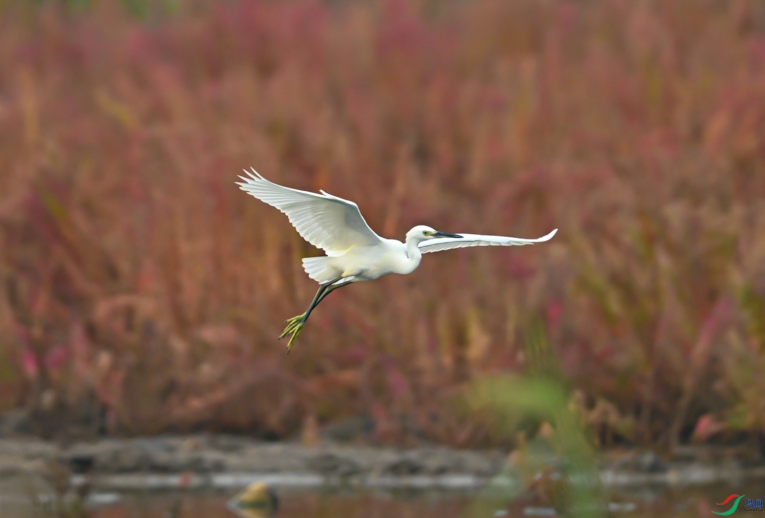 DSC_2333f.jpg