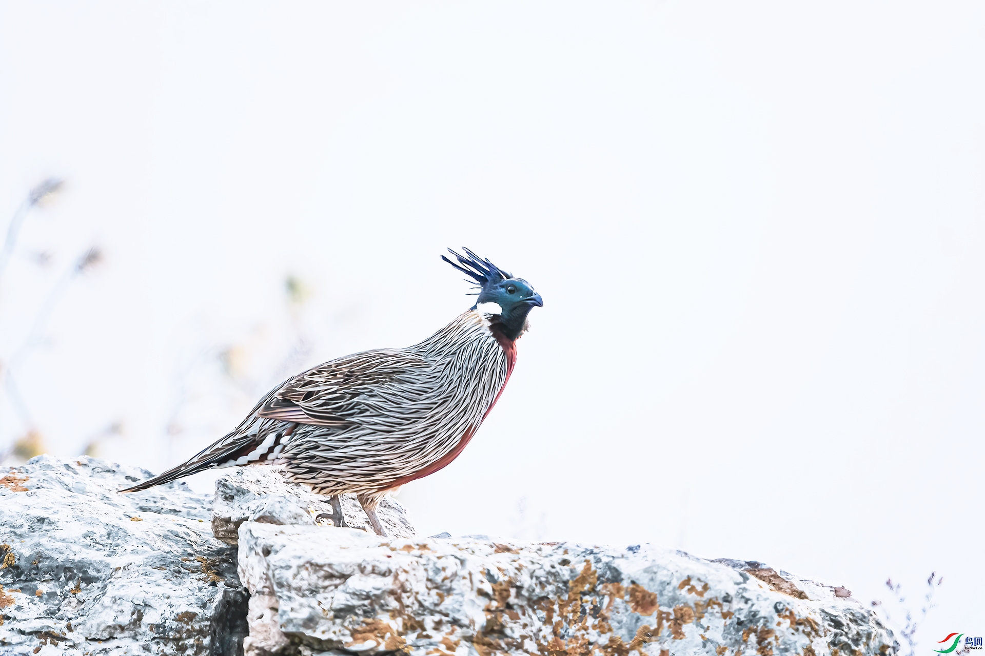 _DSC6795.jpg