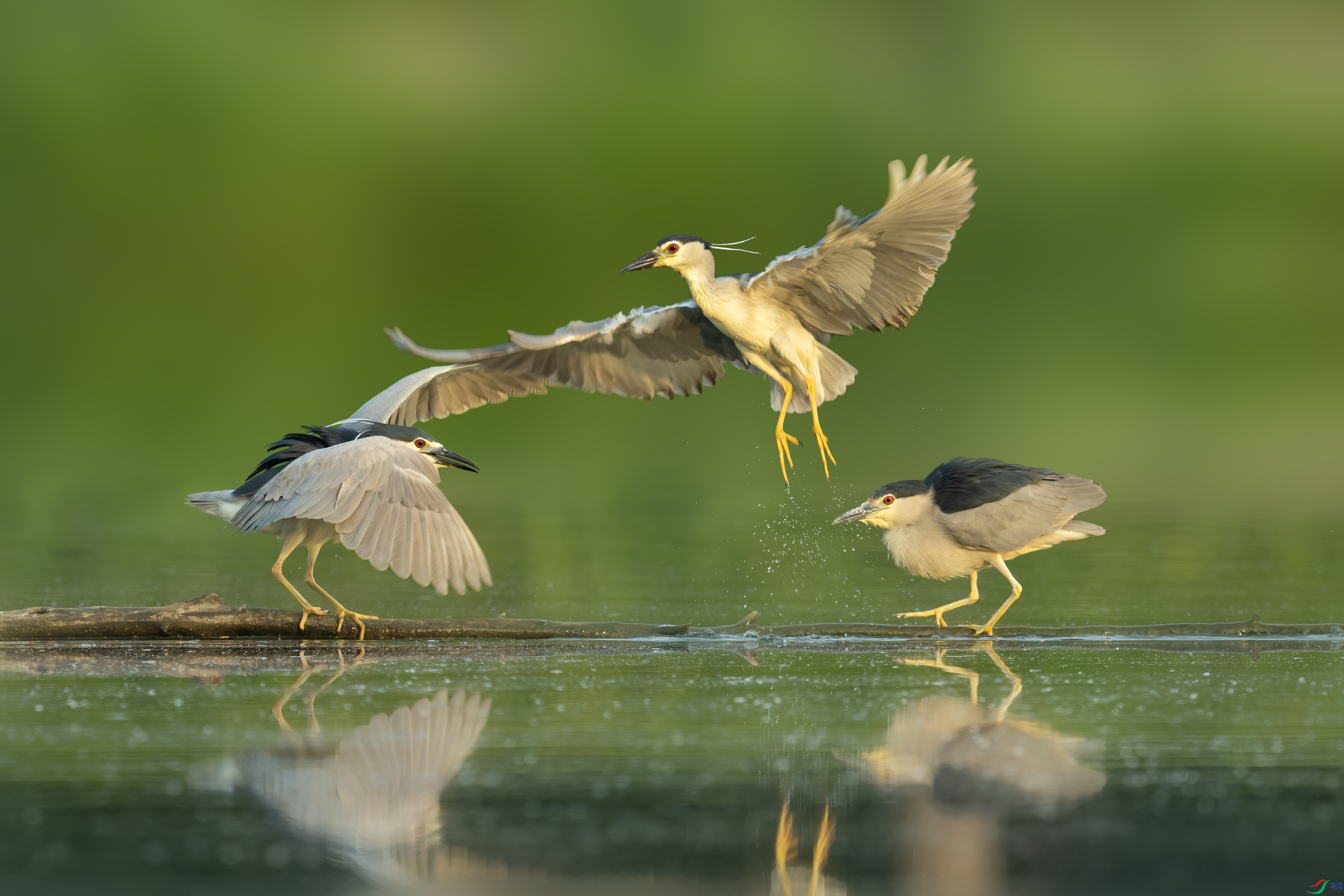 DSC09828 ����.jpg