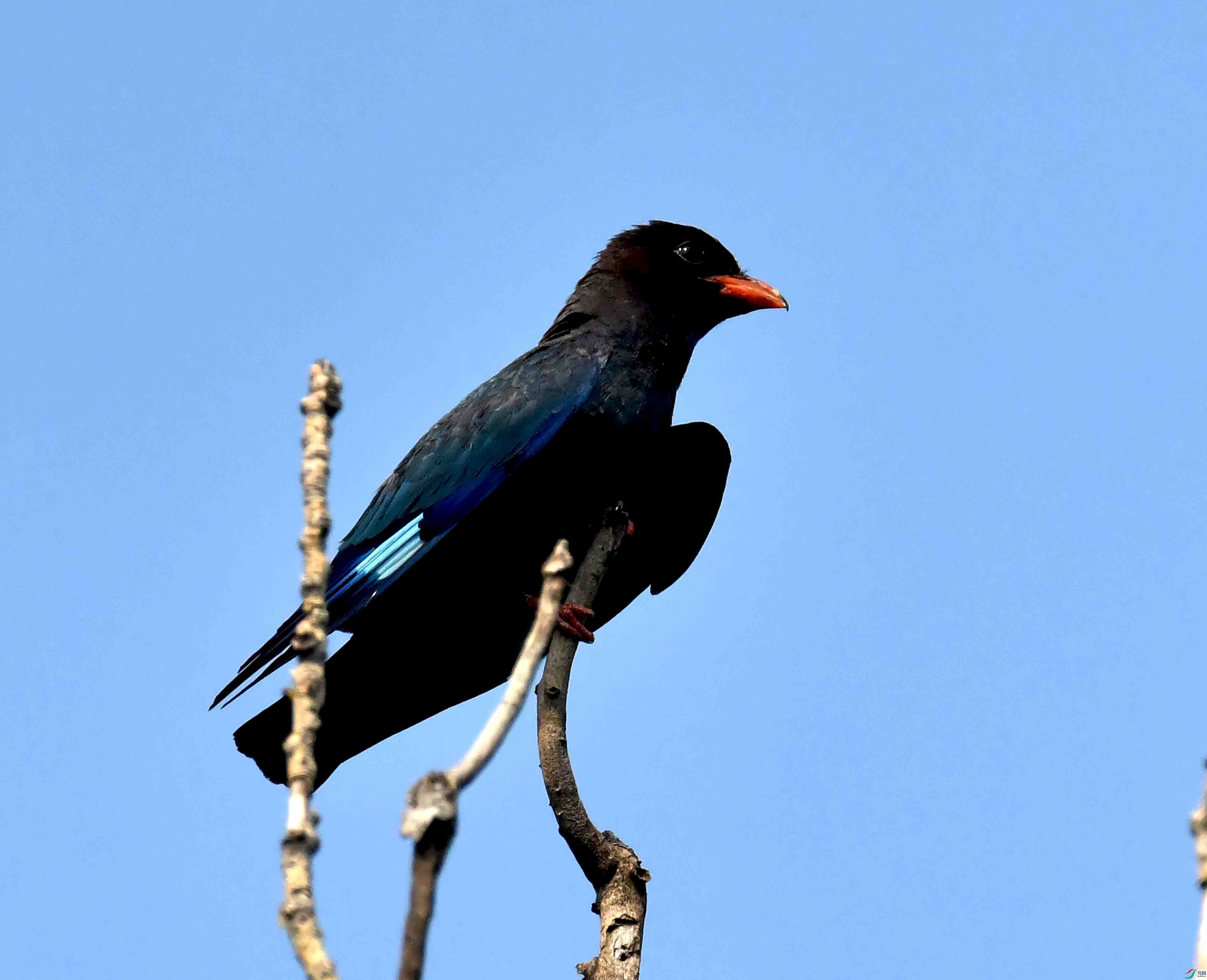 DSC_4105.JPG