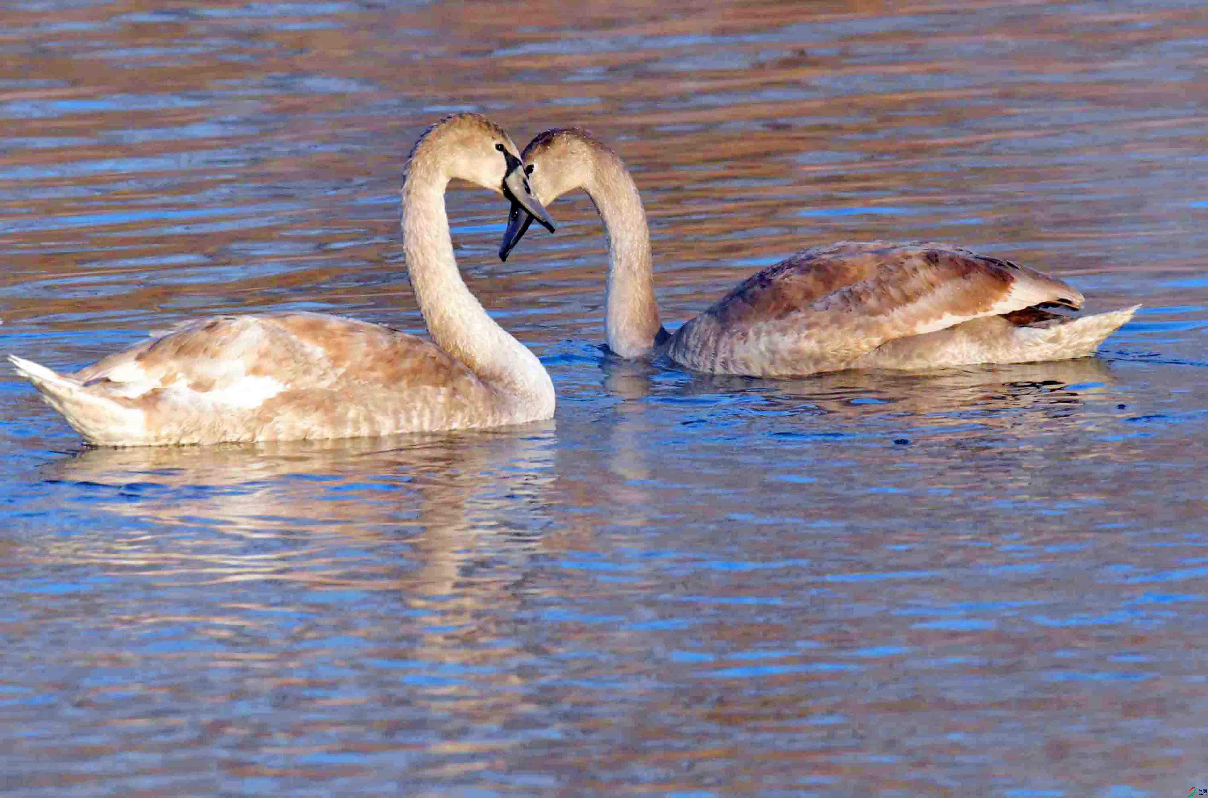 DSC_7356.JPG