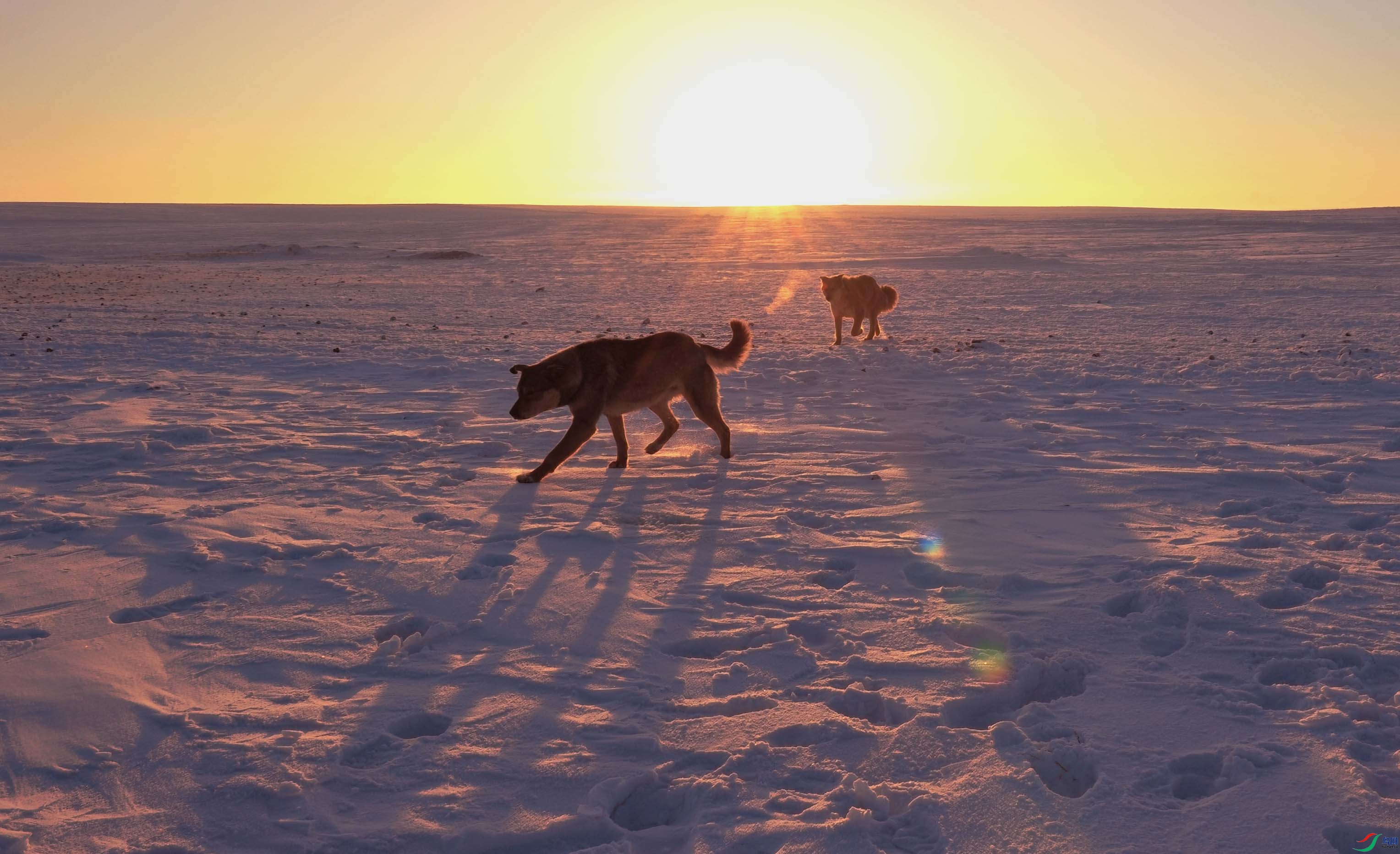 DSC_6697ѩ�ع�.jpg