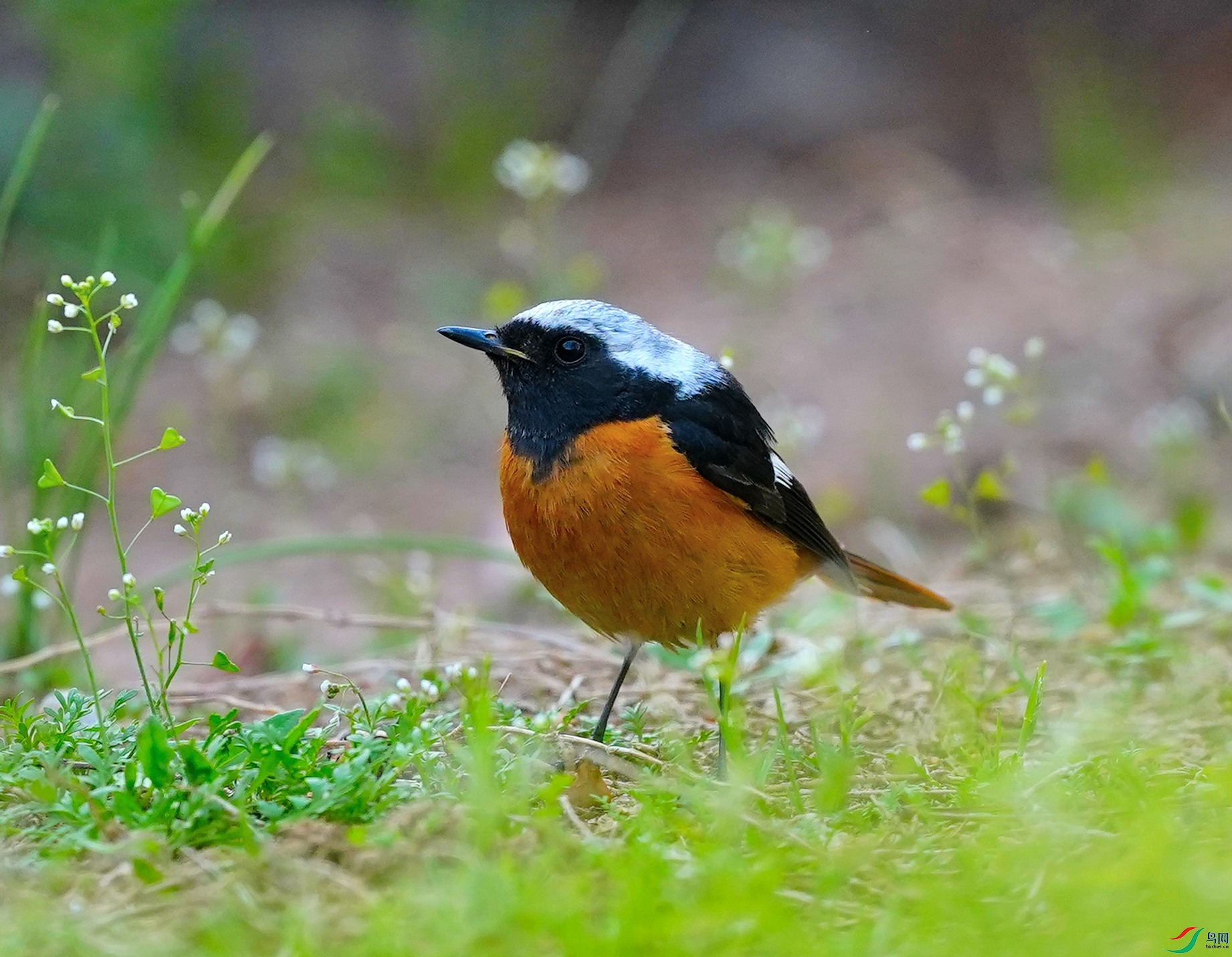 DSC07266-2023-4-12.JPG