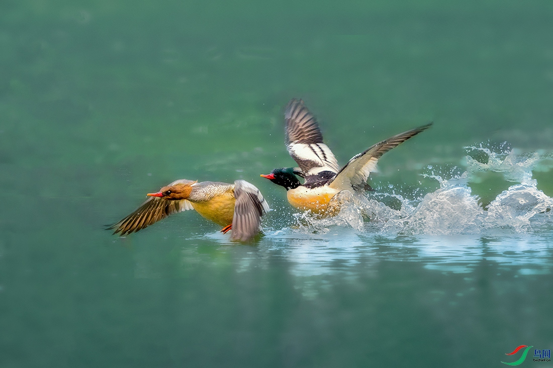 �л���ɳѼ----����ն�˱�����