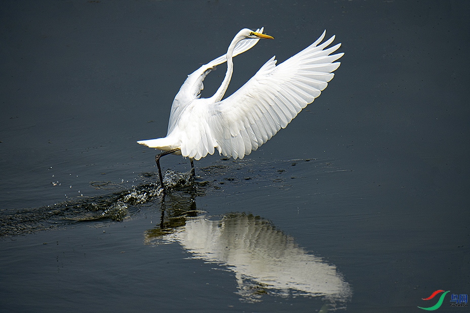_DSC1685---.jpg