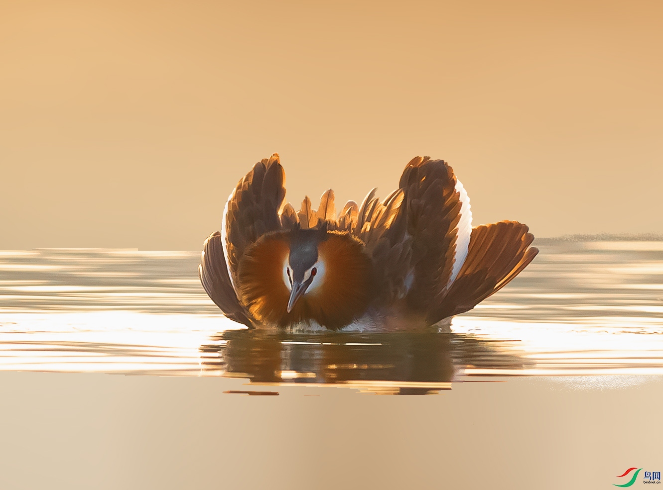 019A0981 ����.jpg