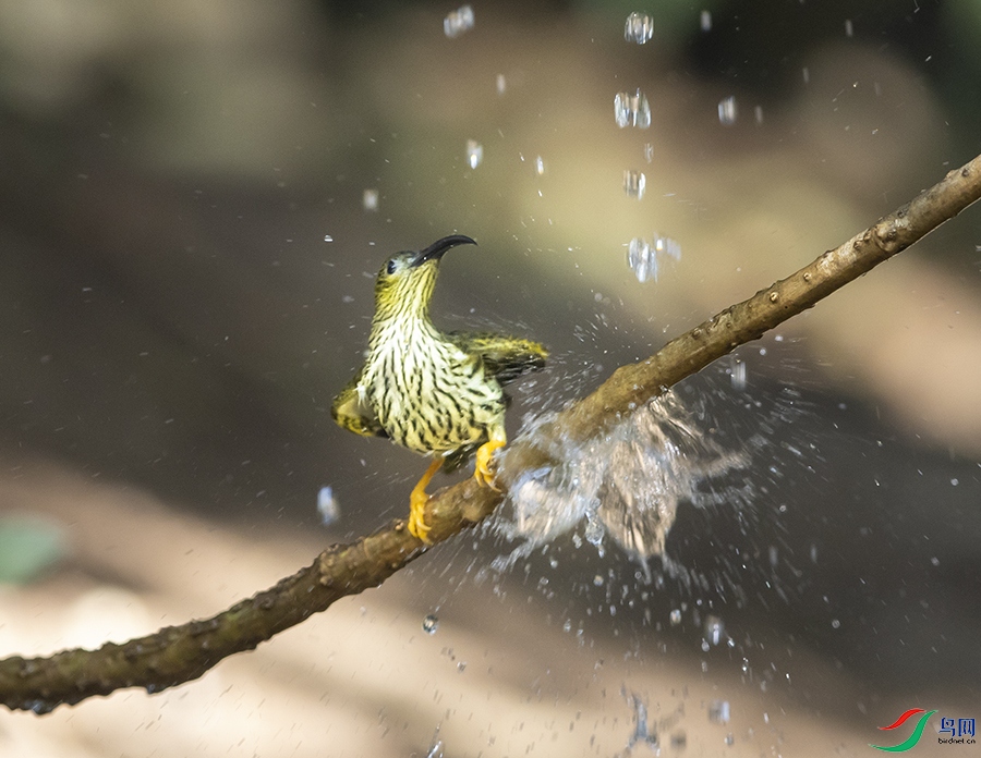 _E7A7910-1.jpg