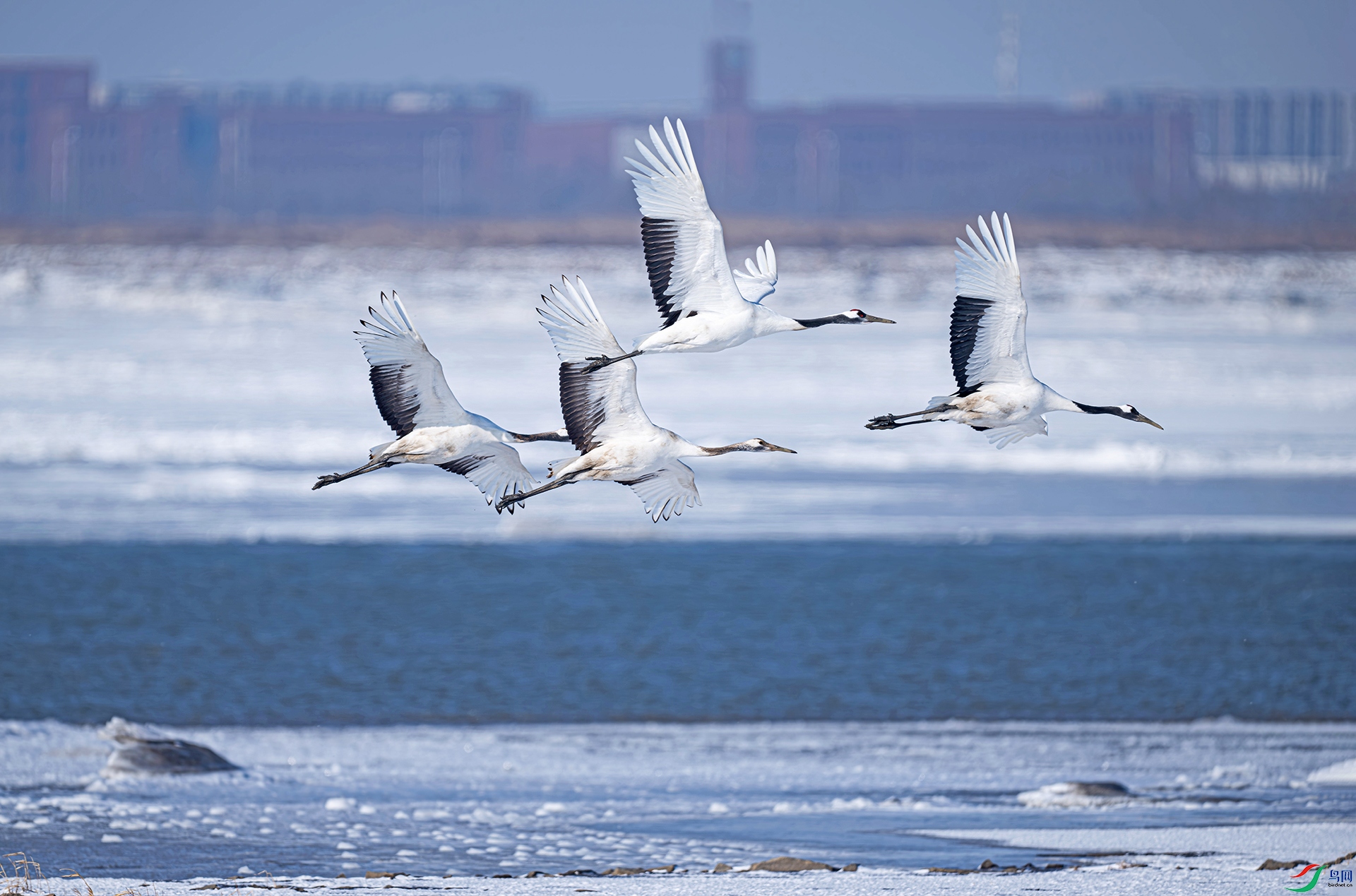 _DSC9875d.jpg