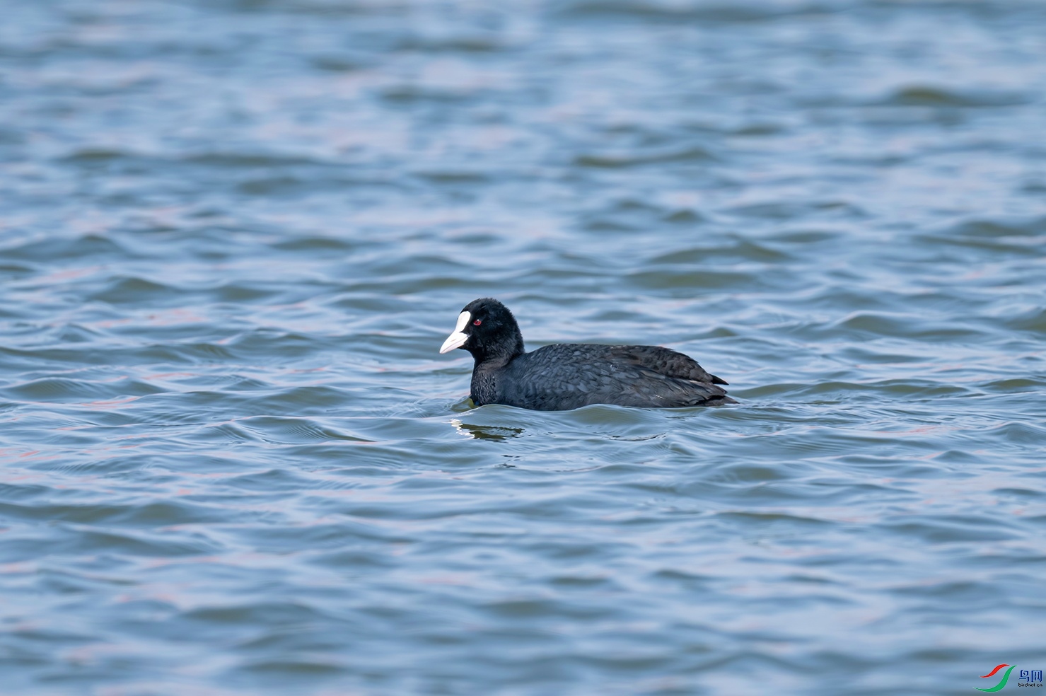 _DSC6176f.jpg