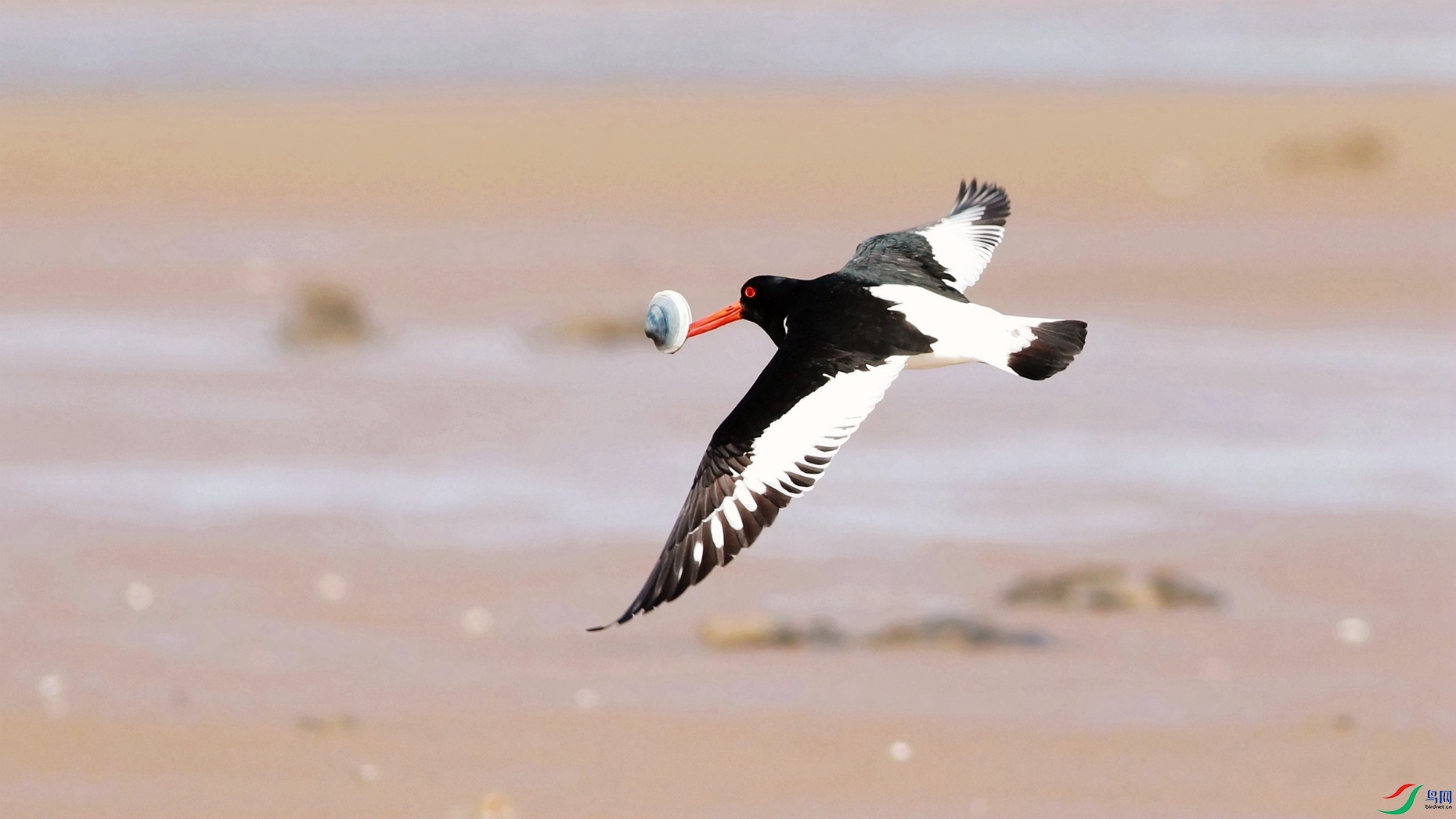 �ְ�����֮�� ����