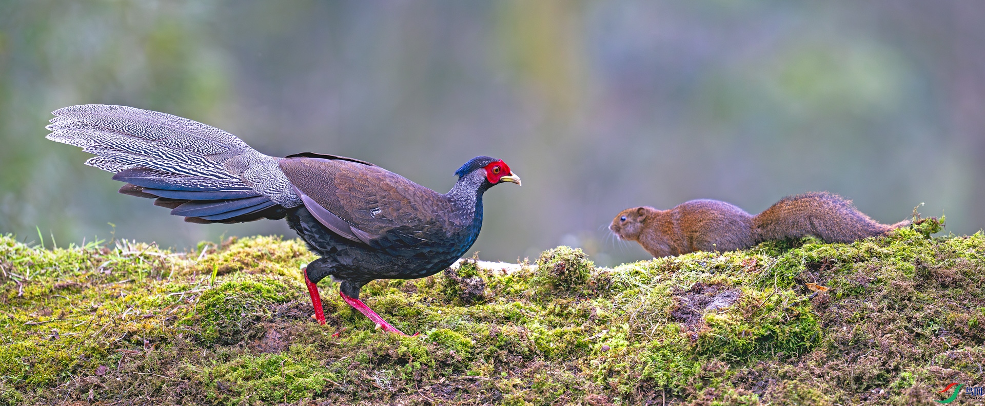 DSC_4282-����ǿ-NR===.jpg