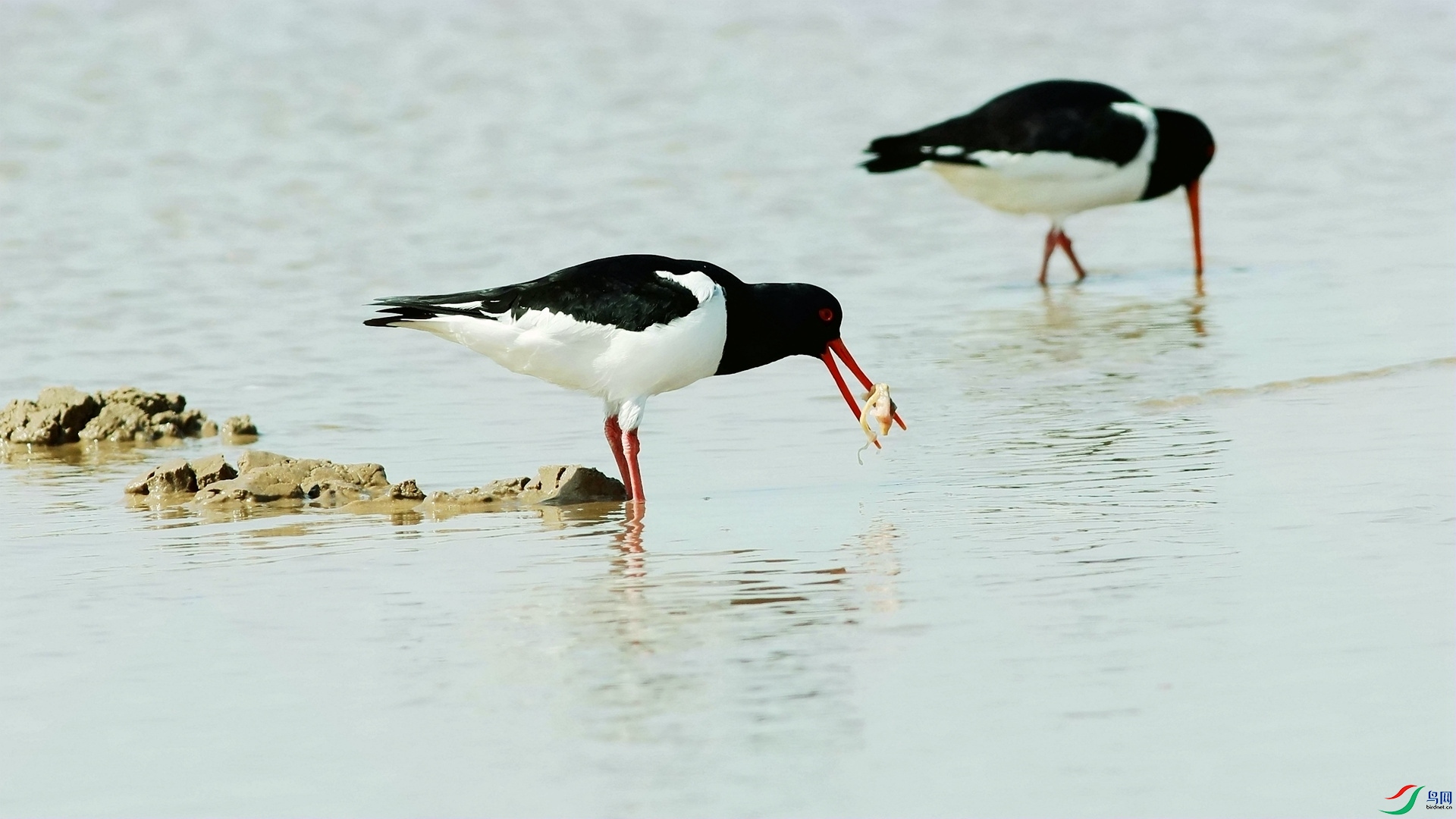 �ְ�����֮�� �� ��