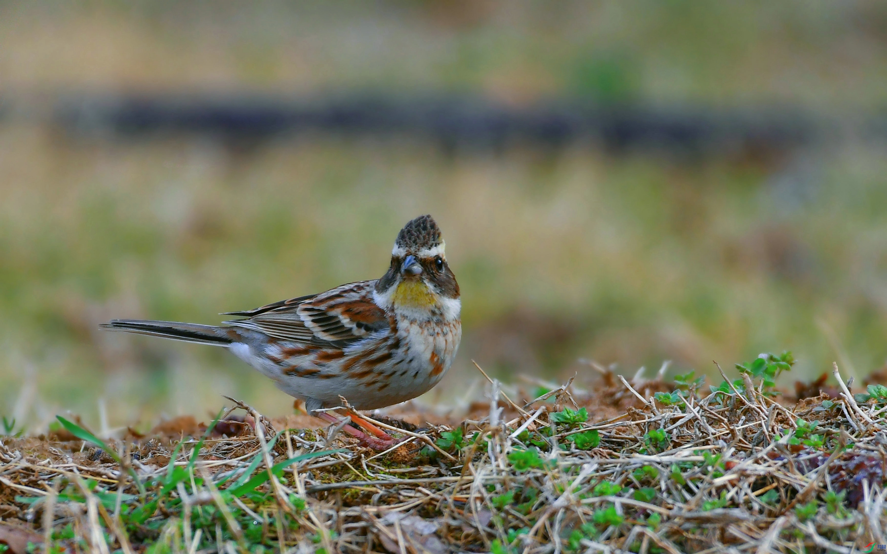 DSC_7945.JPG
