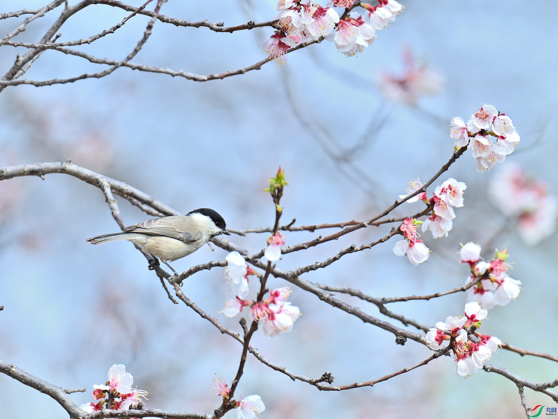 DSC_9593.JPG