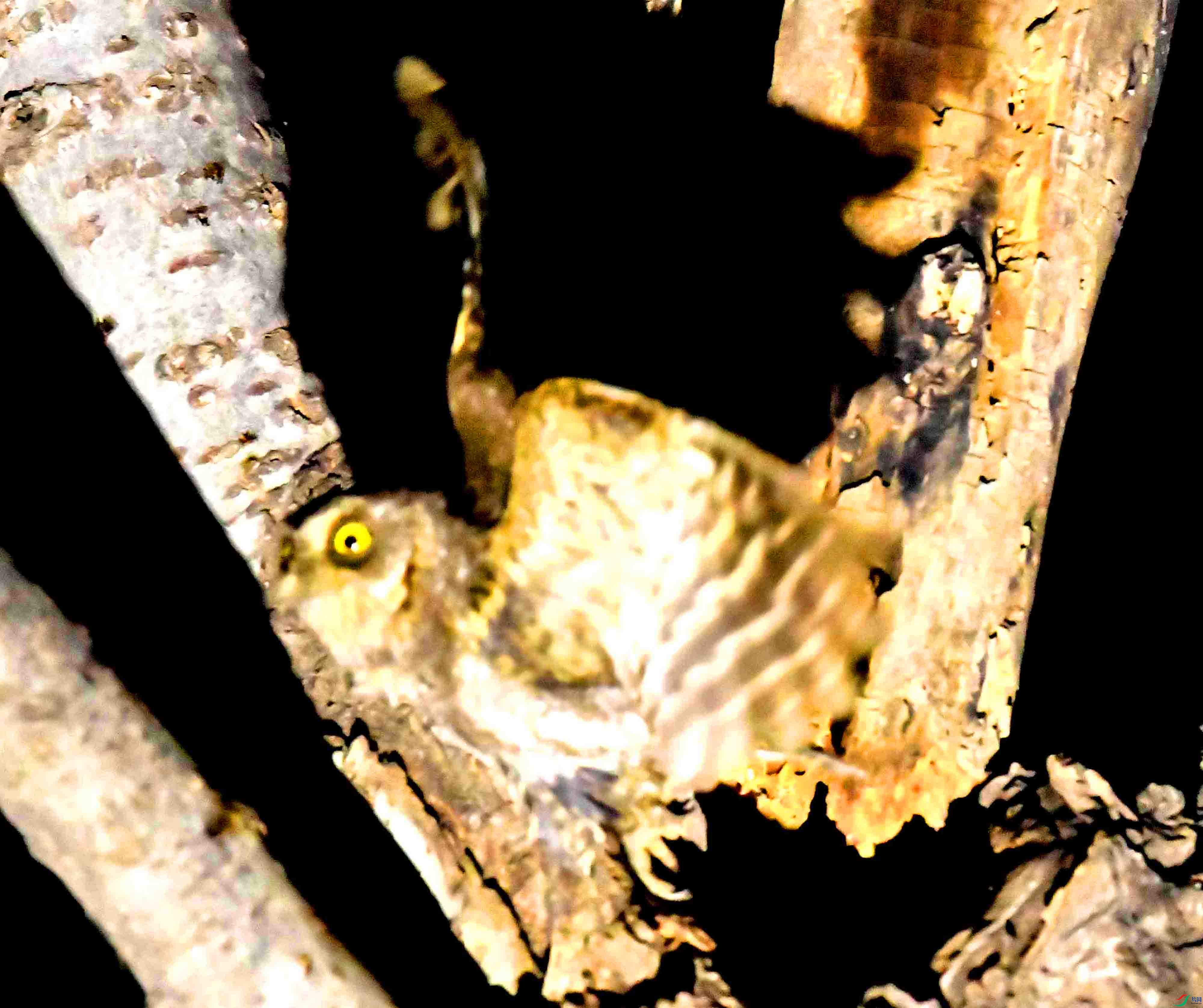 DSC_4739.JPG