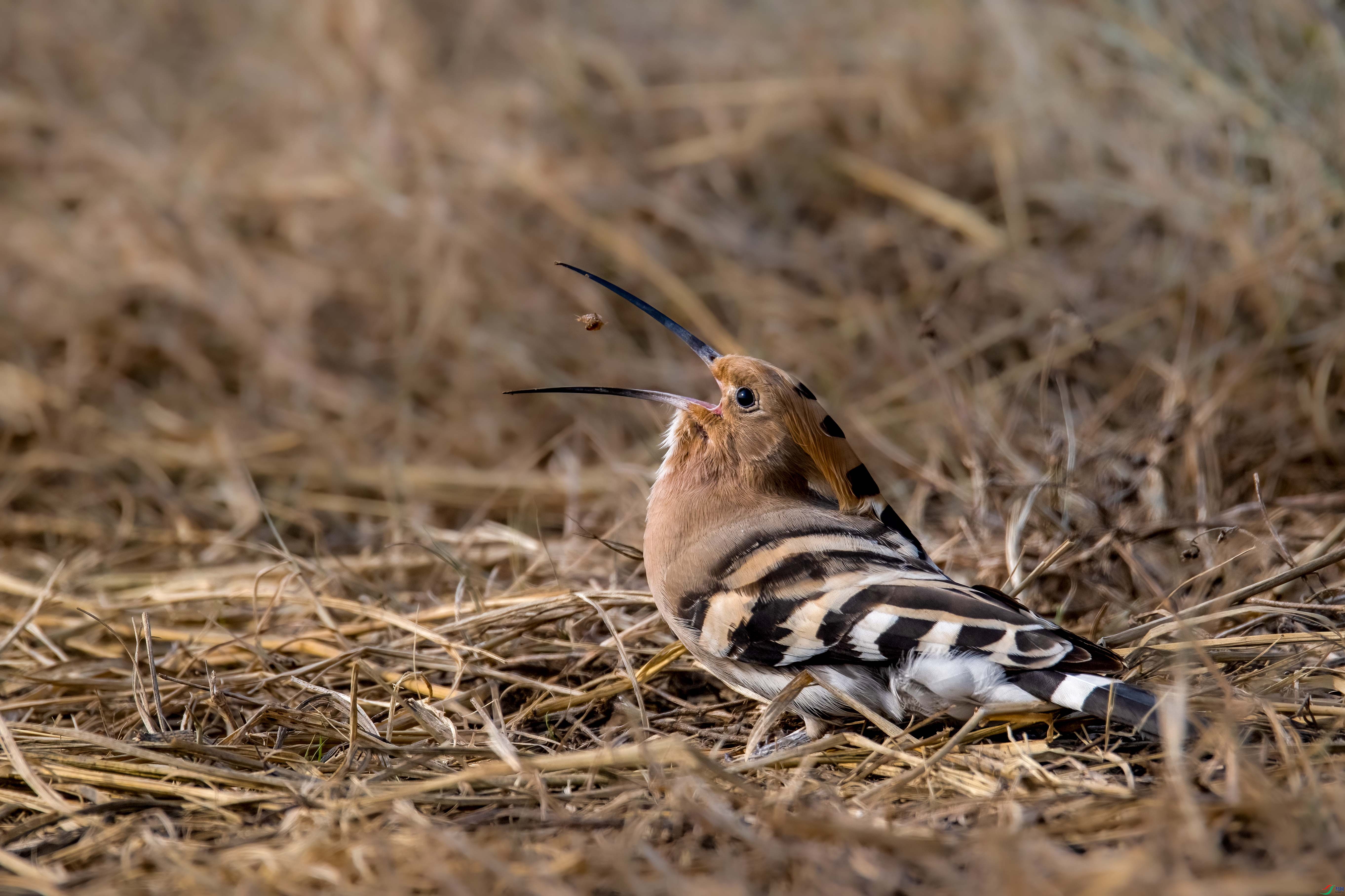 DSC_6461.jpg