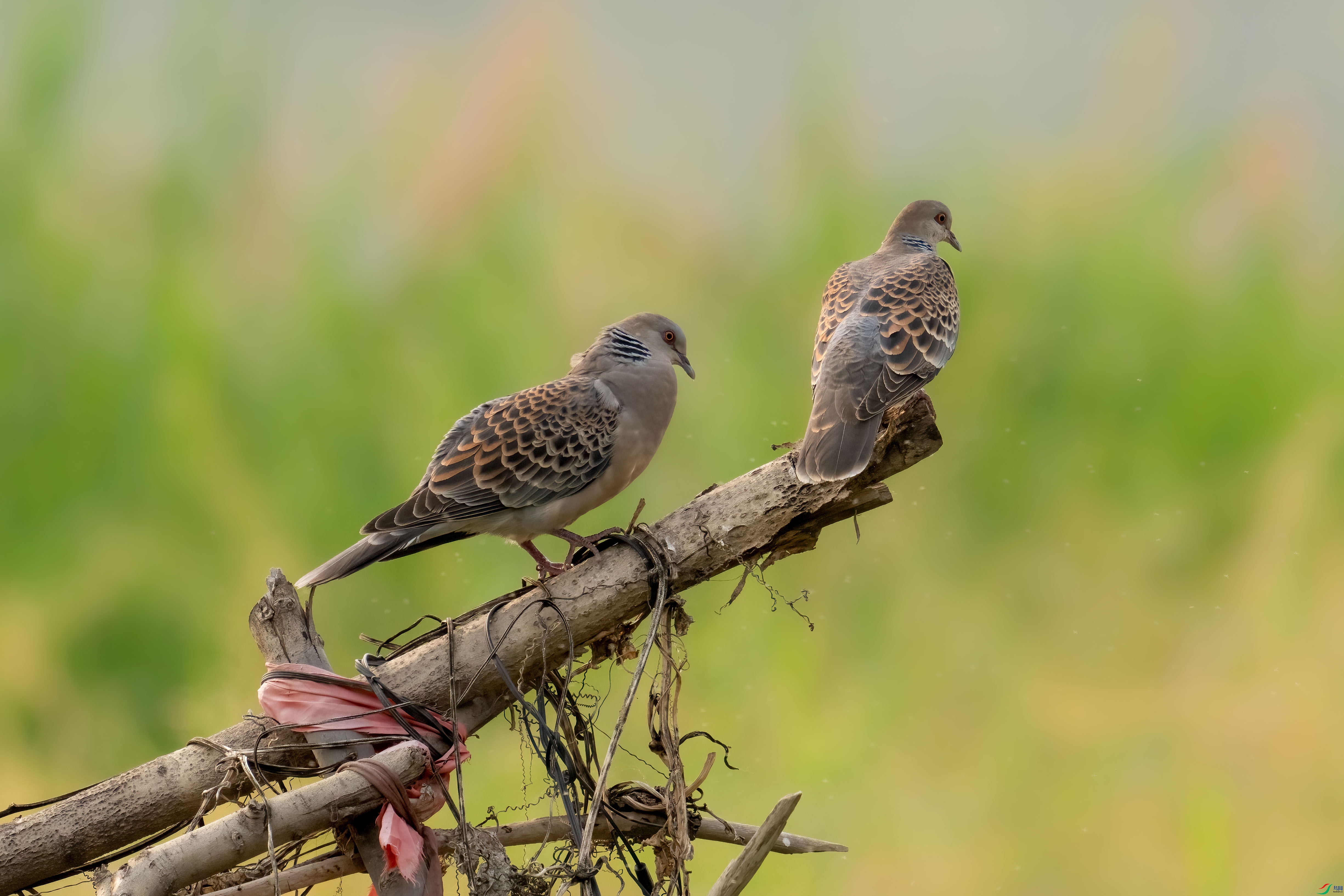 DSC_6494.jpg