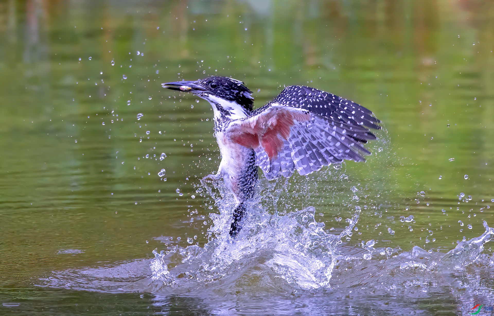 407A2397 ����-Sha---1  .jpg