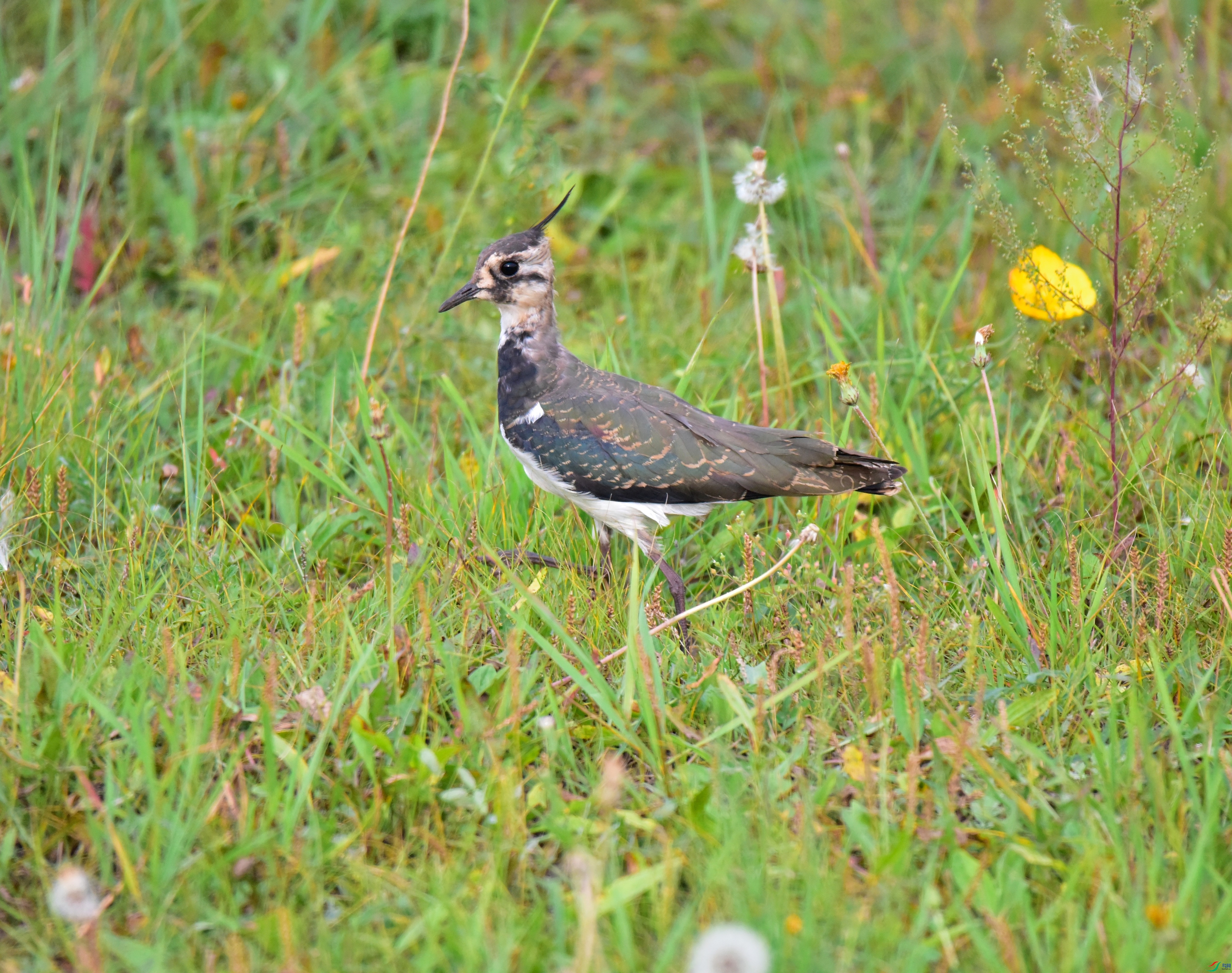 DSC_2969-2018-8-25_01.JPG