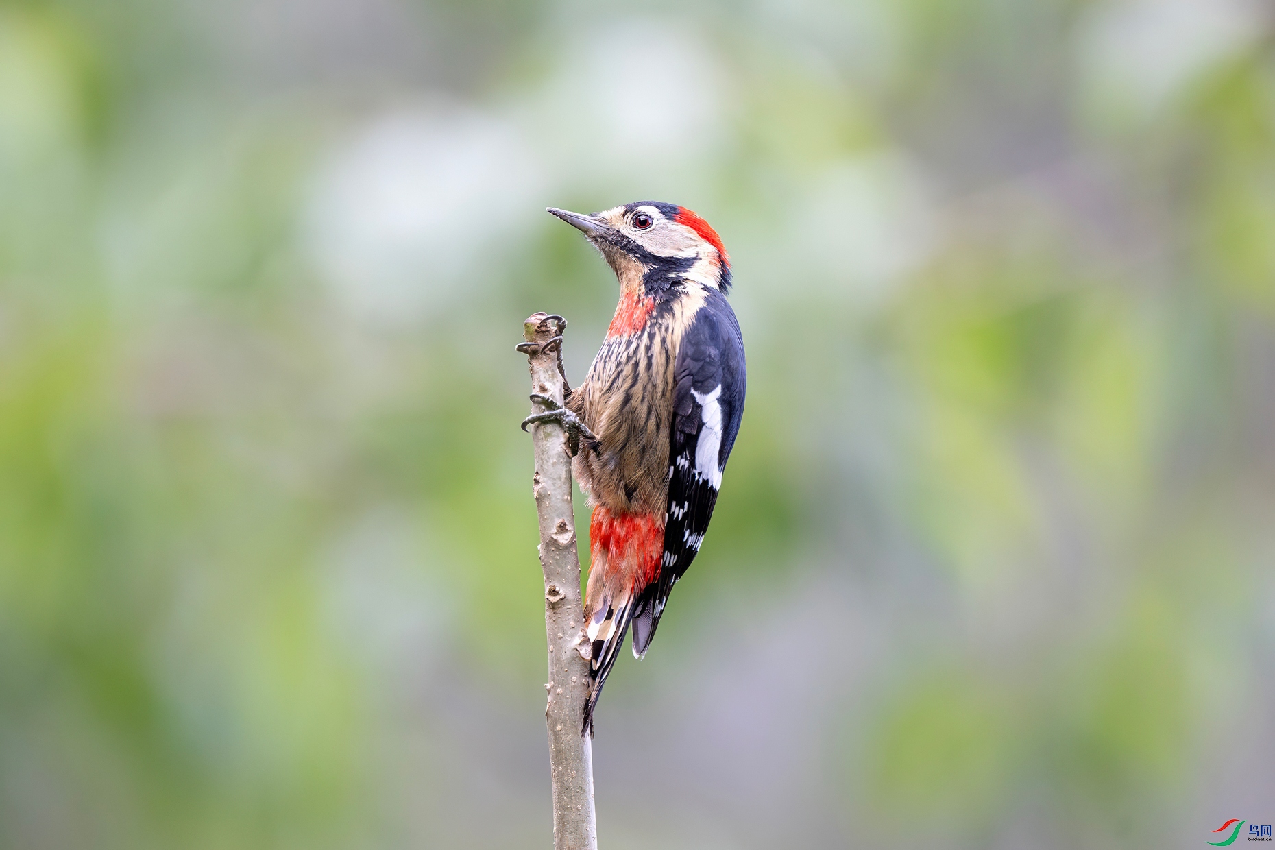 DSC_6107-denoise-sharpen.jpg
